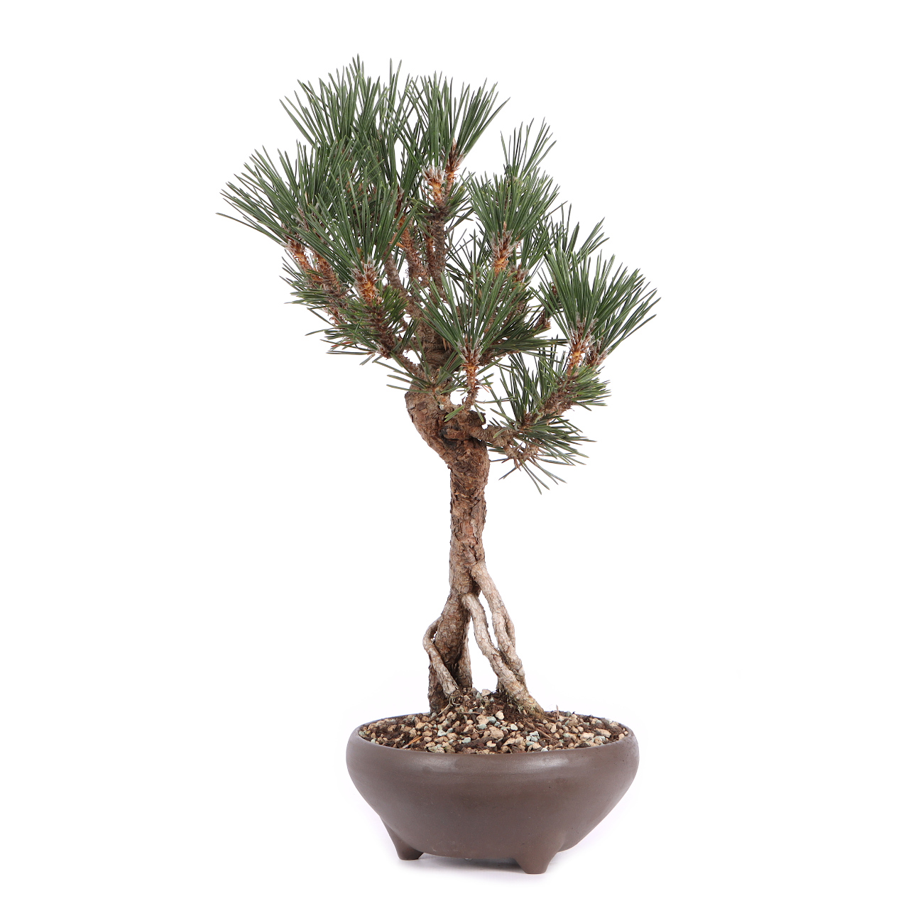 Seitenansicht rechts