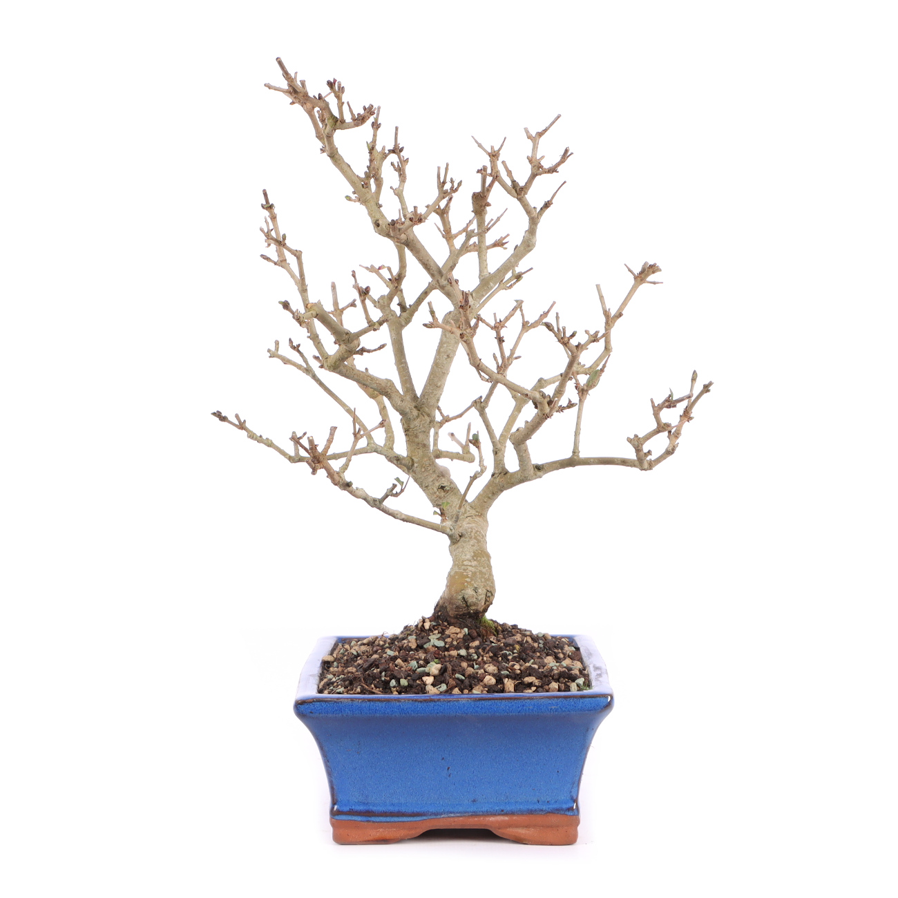 Seitenansicht rechts