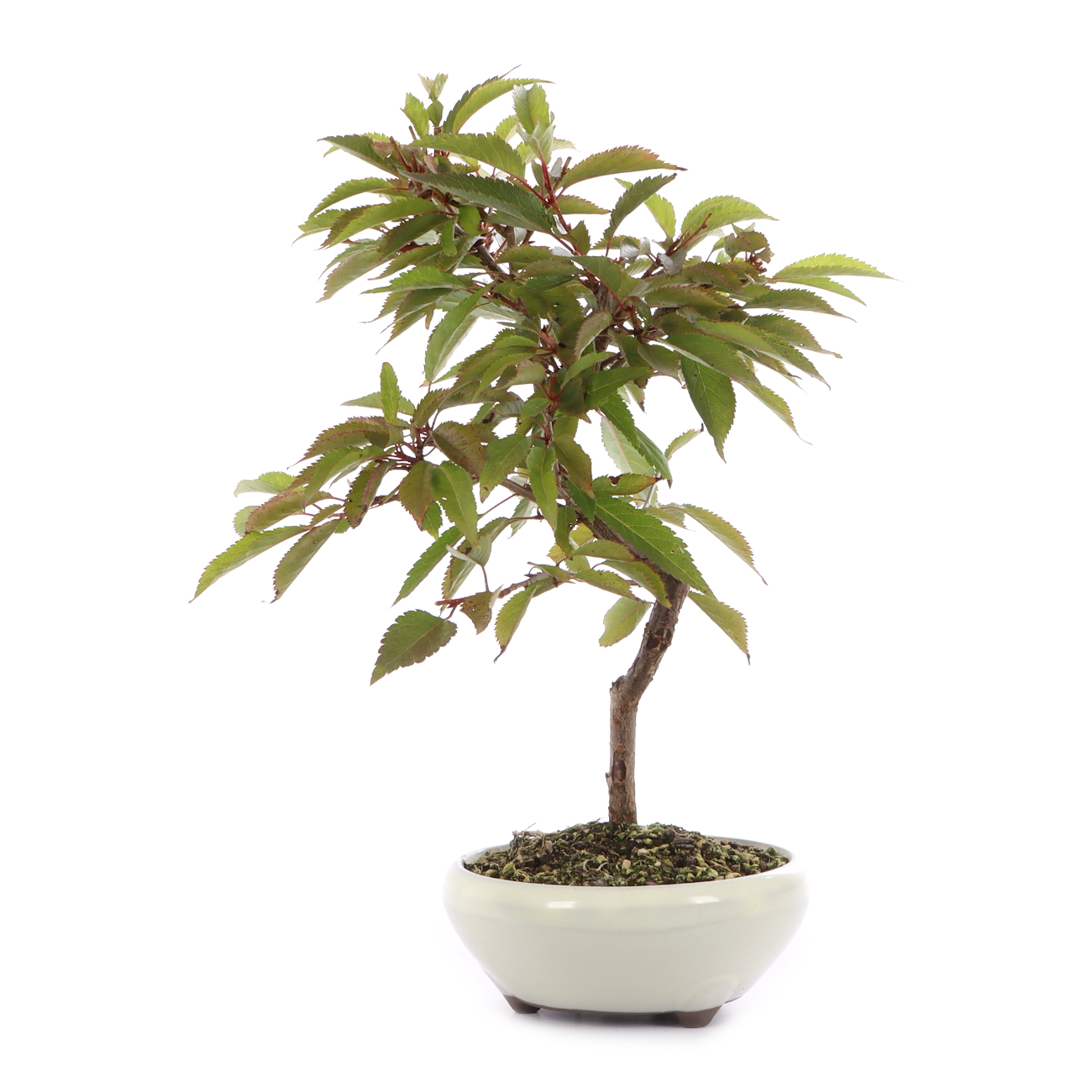 Prunus incisa 'Paean'
