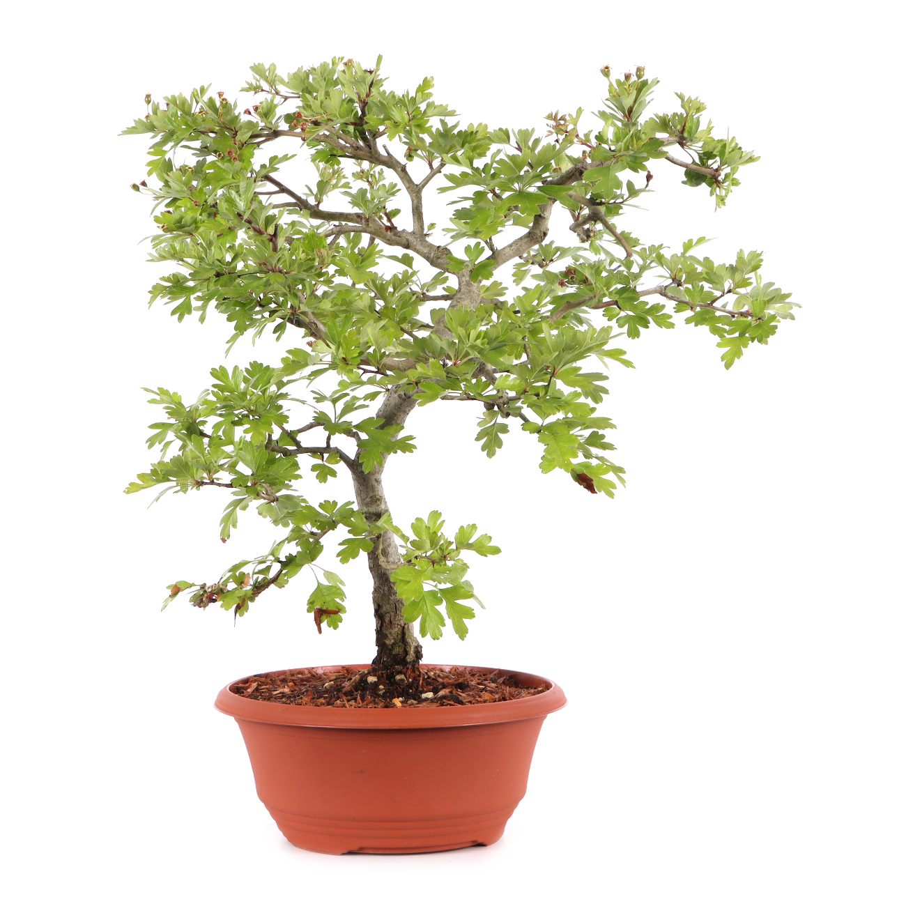 Crataegus monogyna