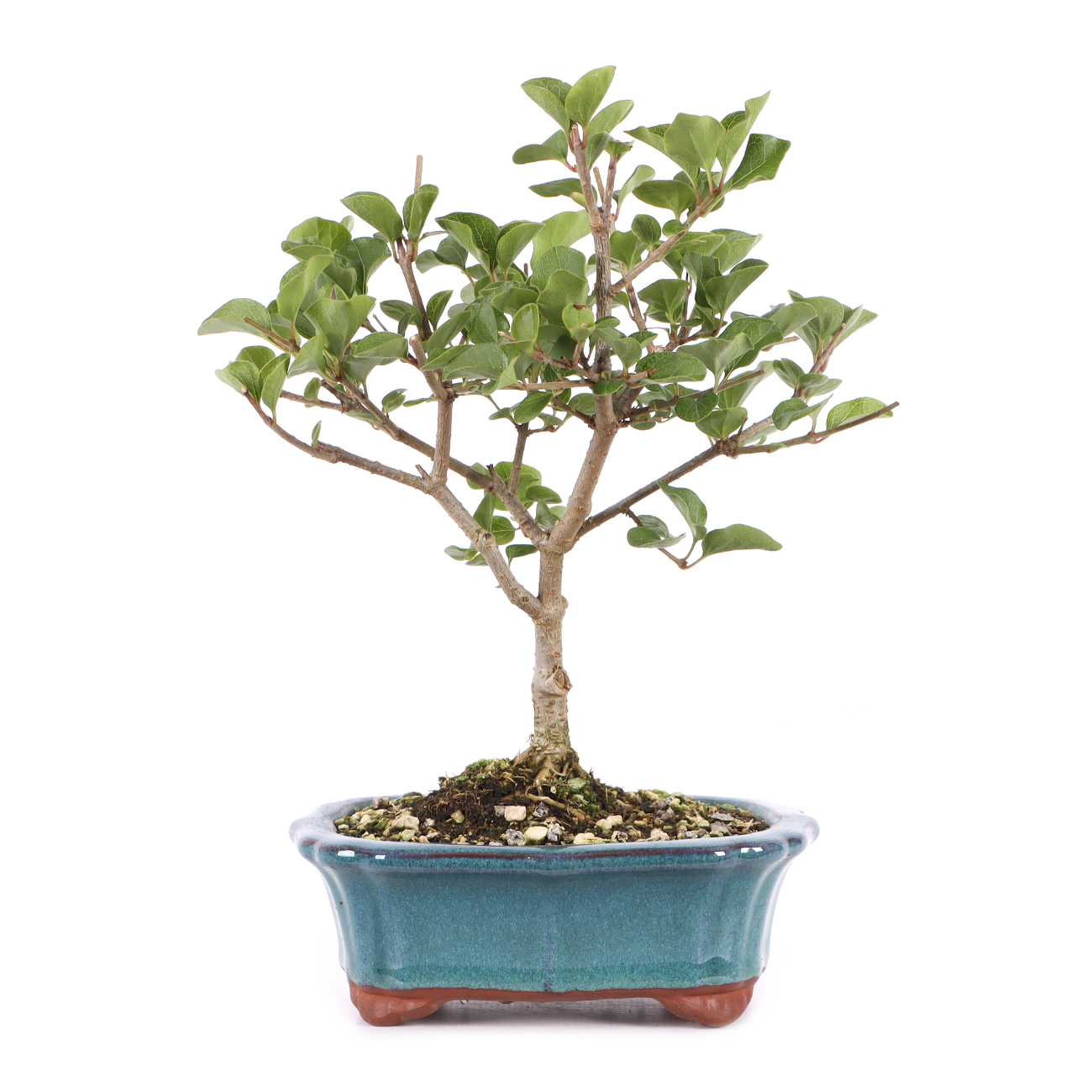 Syringa meyeri 'Palibin'