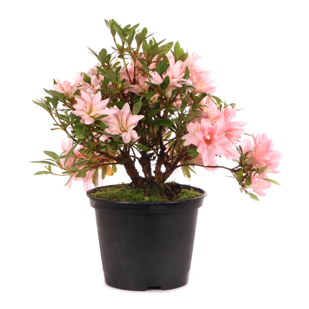 Rhododendron indicum 'Hotaru'