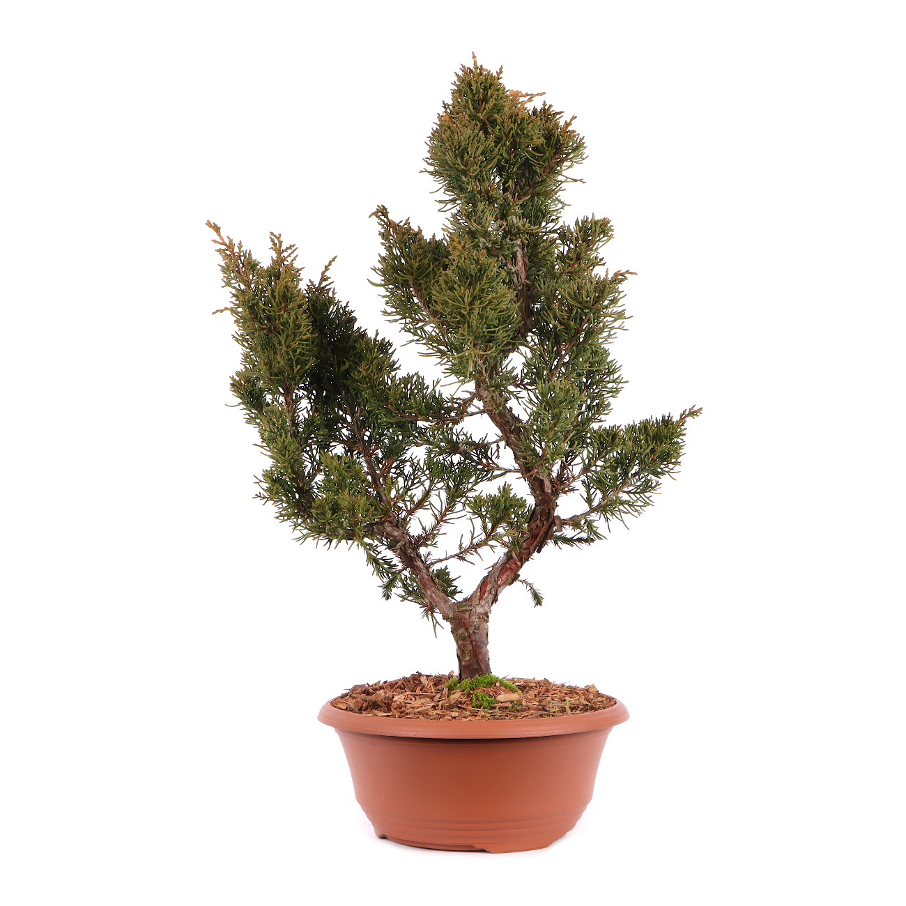 Juniperus chinensis 'Blaauw'