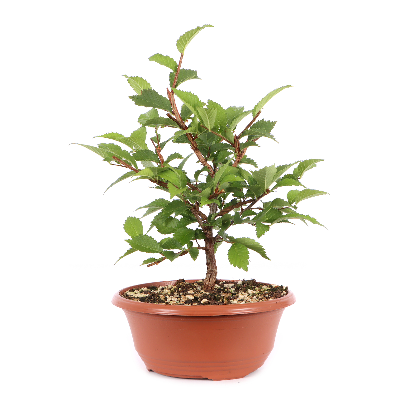 Ulmus minor var.