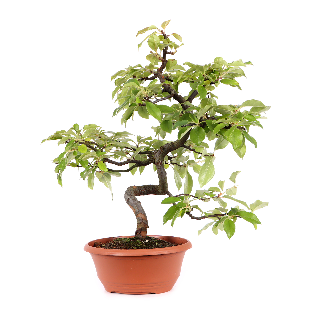 Pseudocydonia sinensis