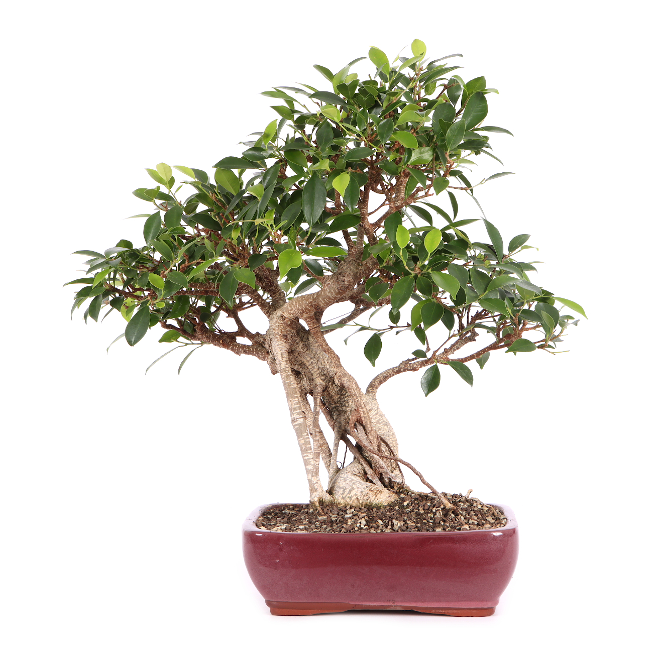 Ficus microcarpa 'Tiger Bark'