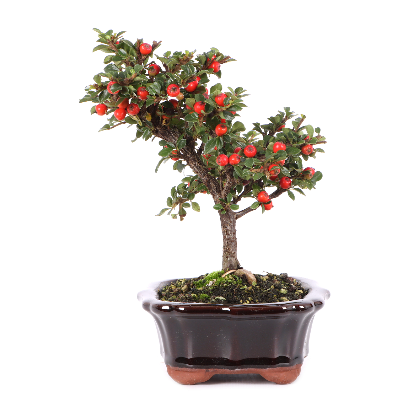Cotoneaster praecox