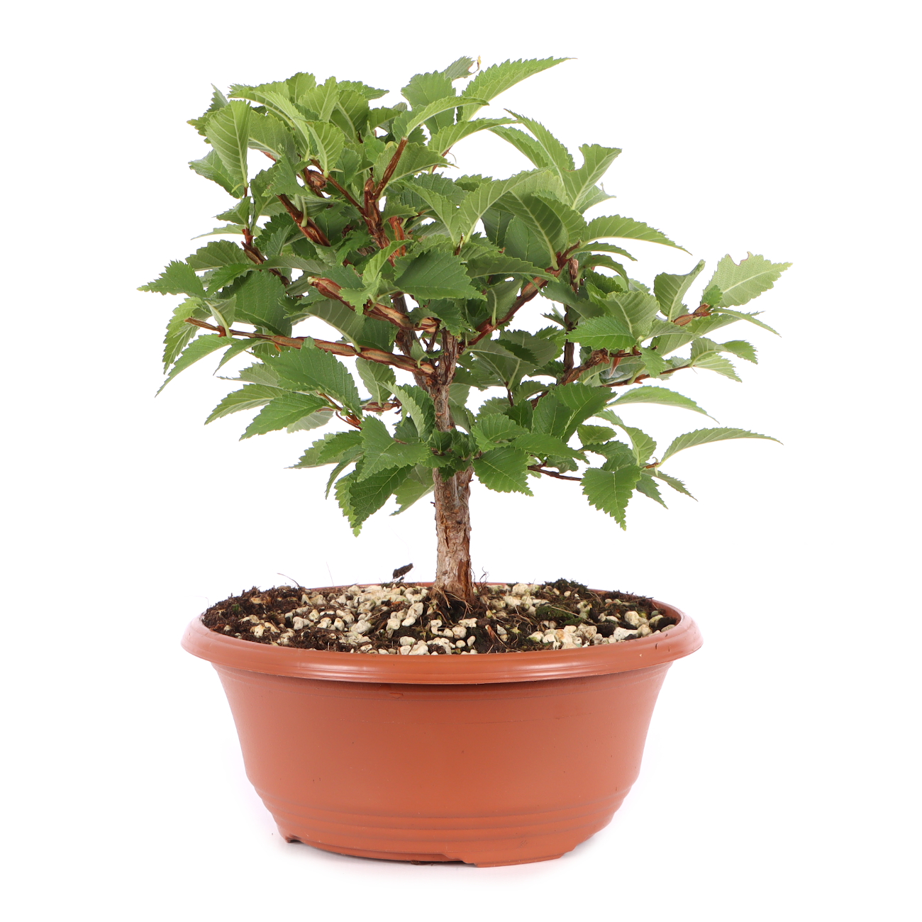 Ulmus minor var.