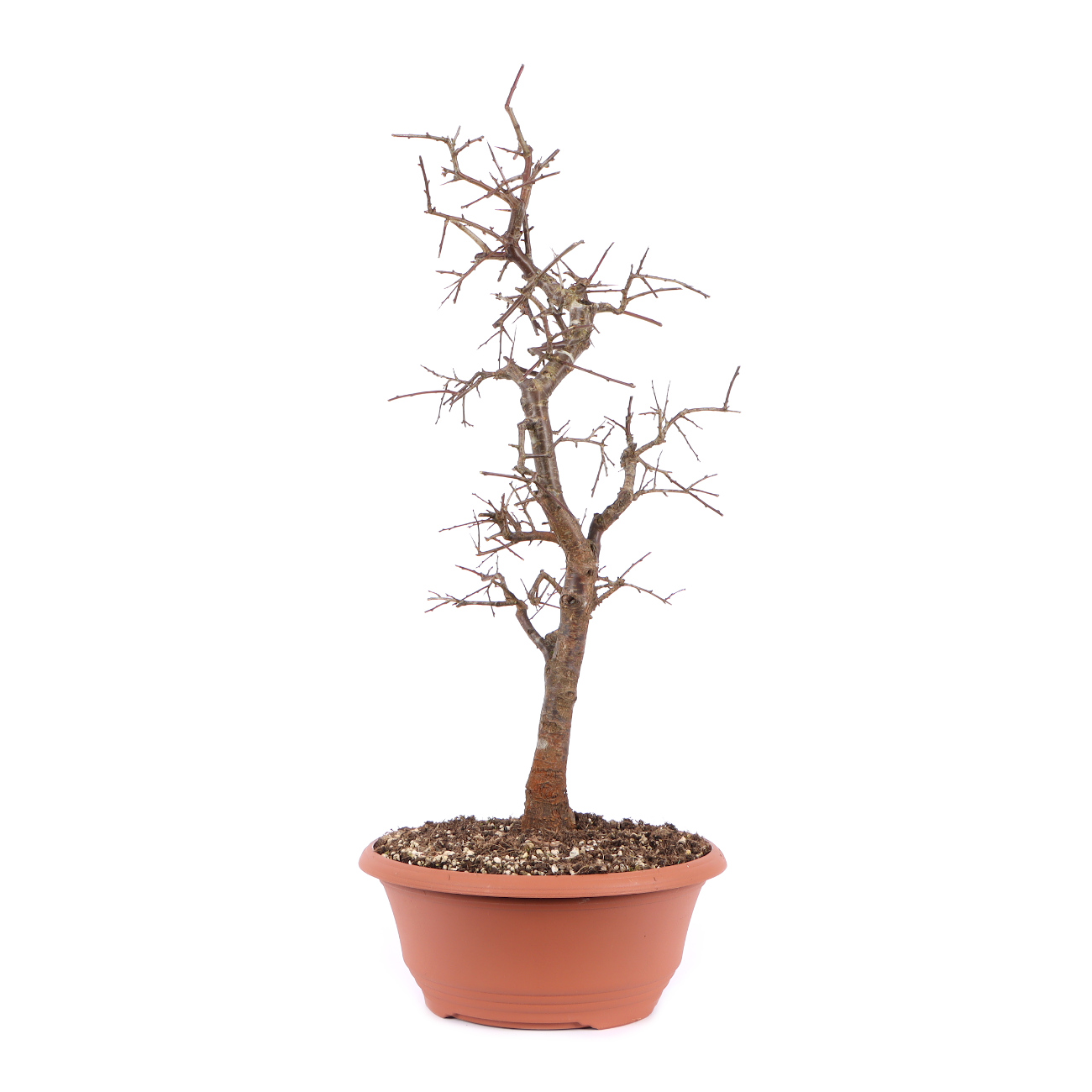 Seitenansicht rechts