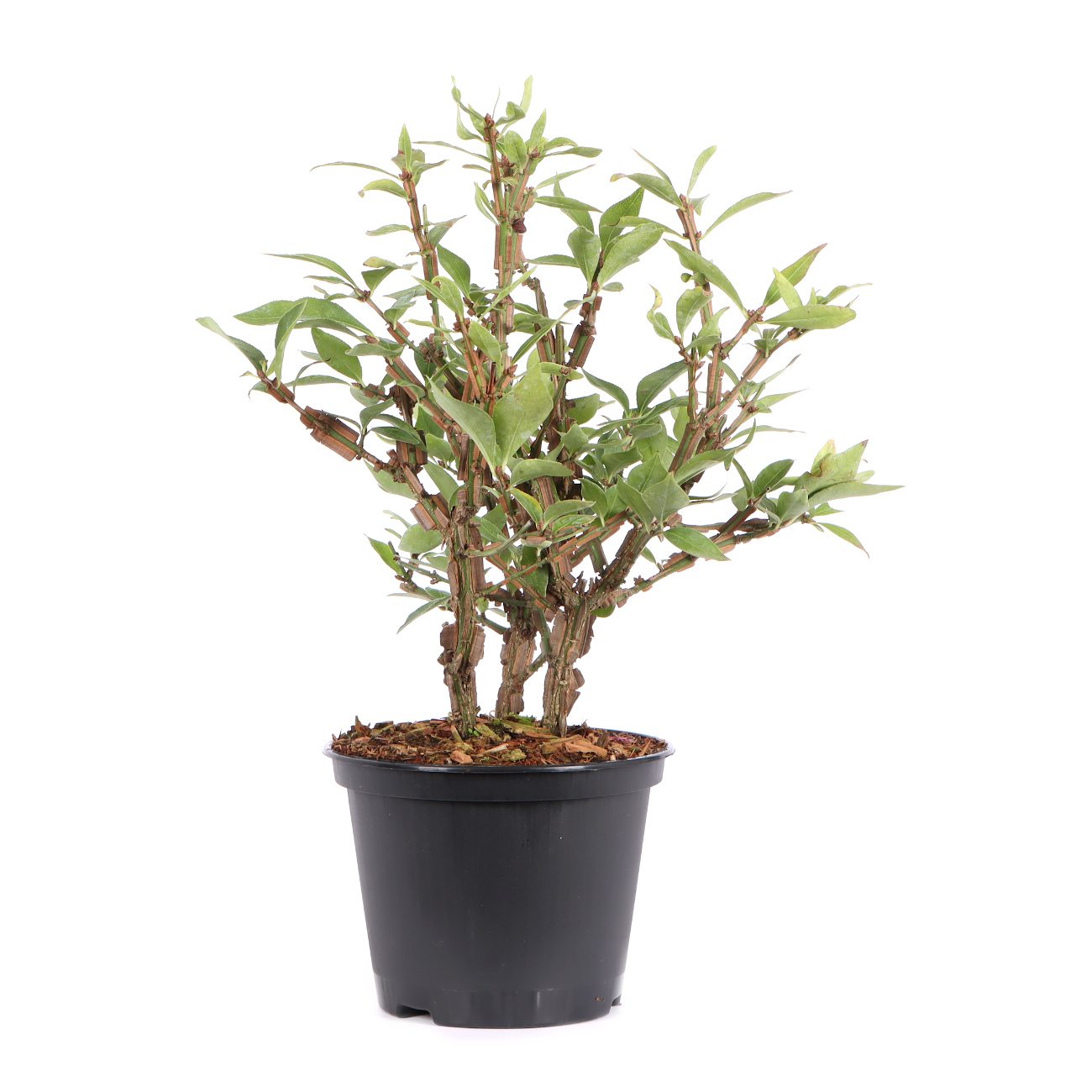 Seitenansicht rechts