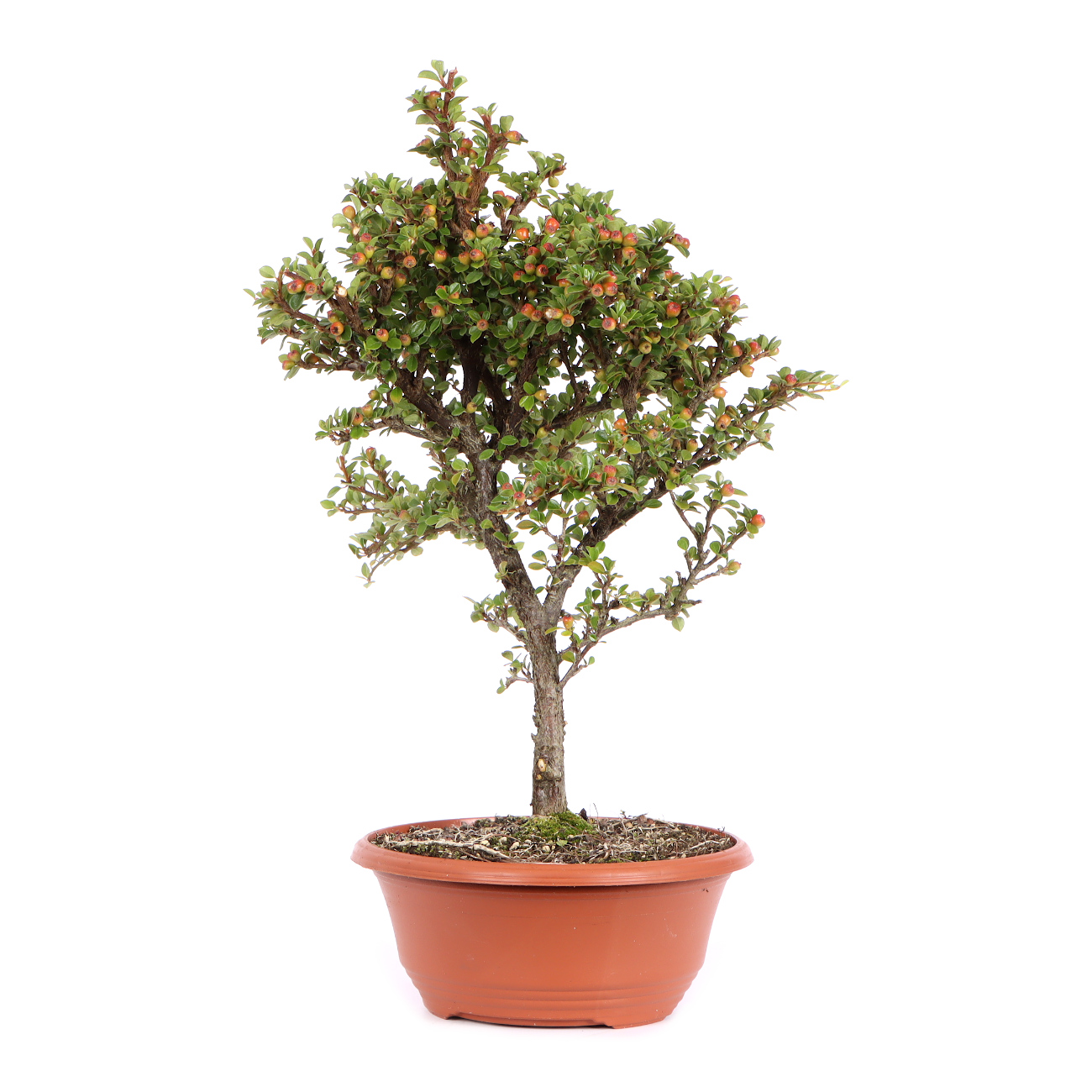 Seitenansicht rechts