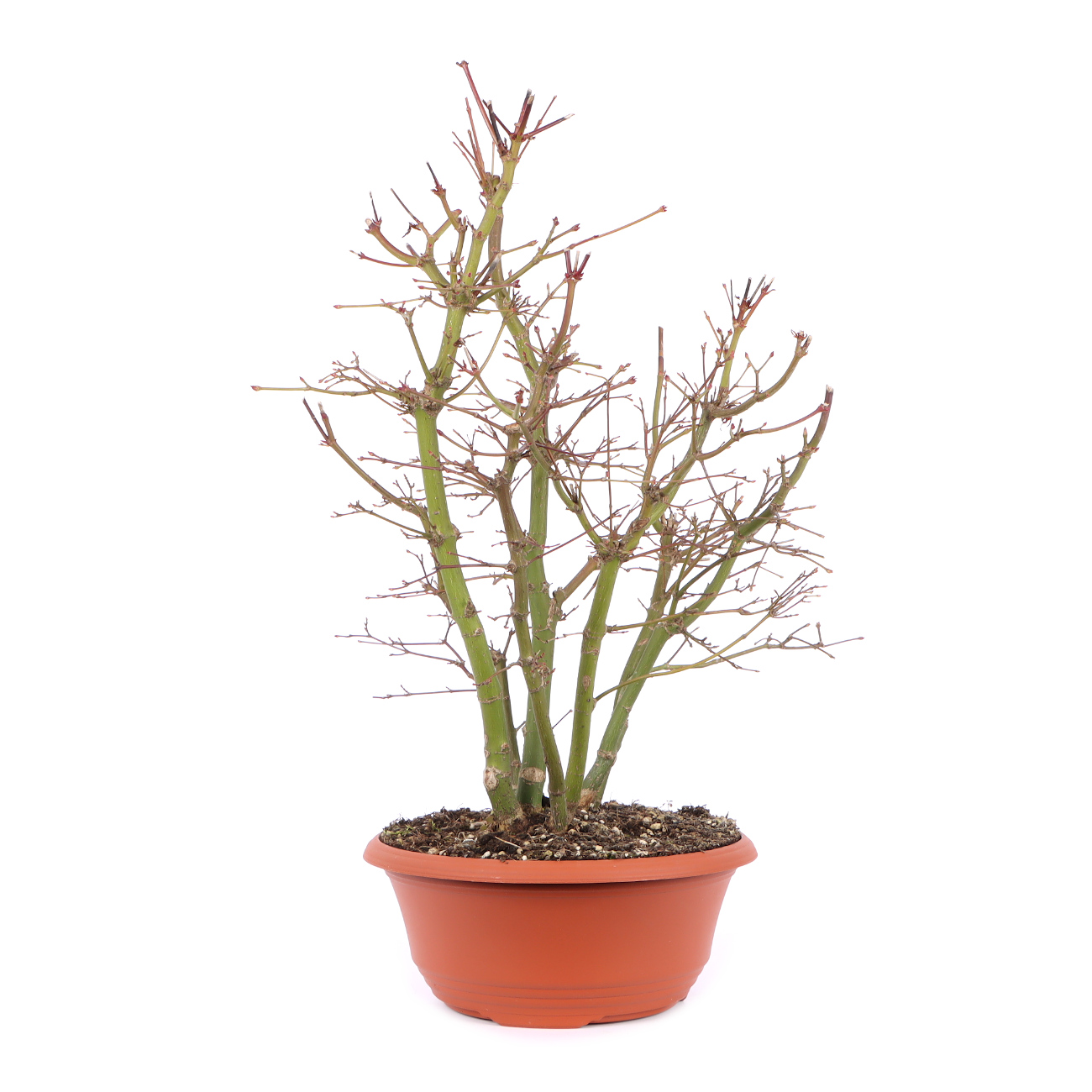 Seitenansicht rechts