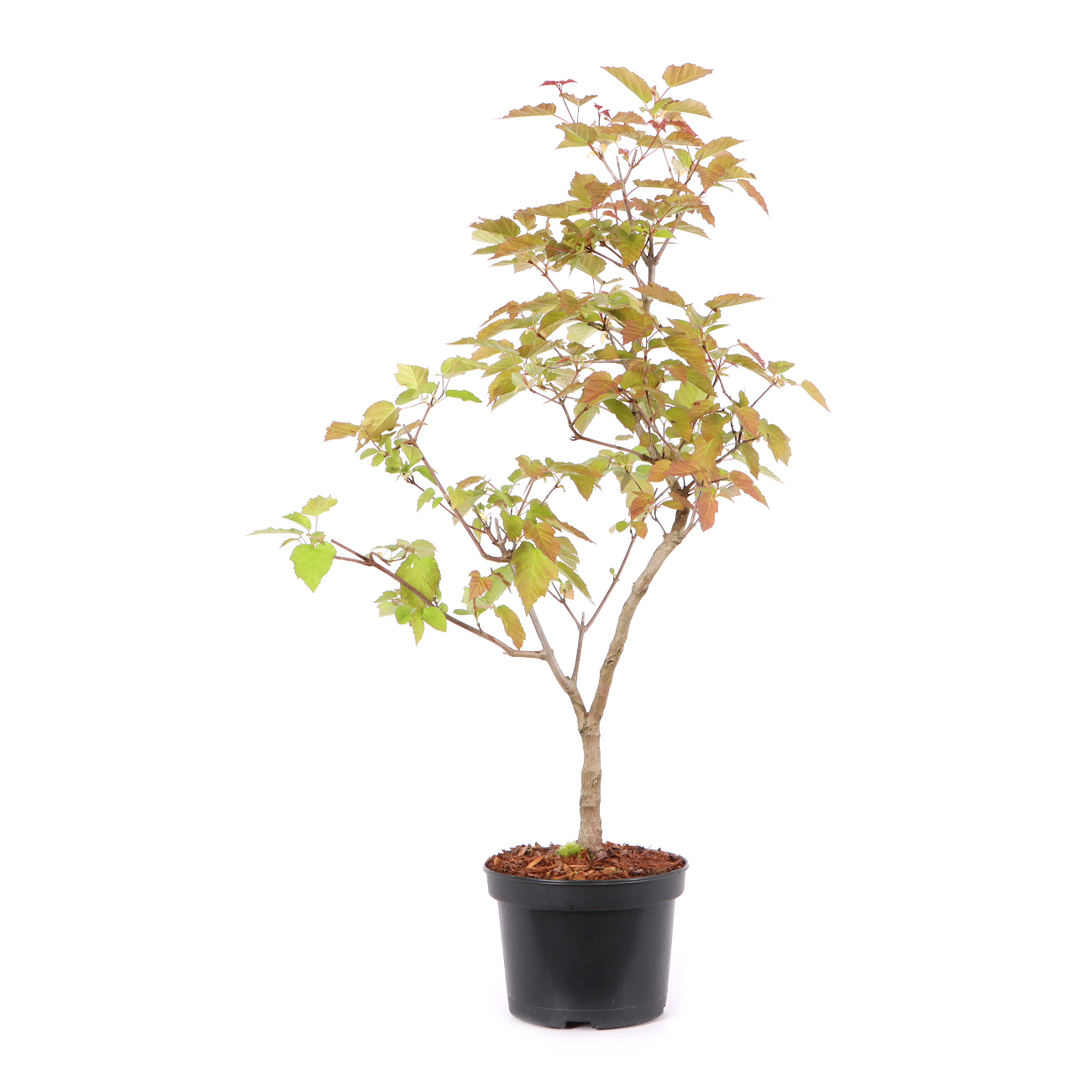 Acer ginnala