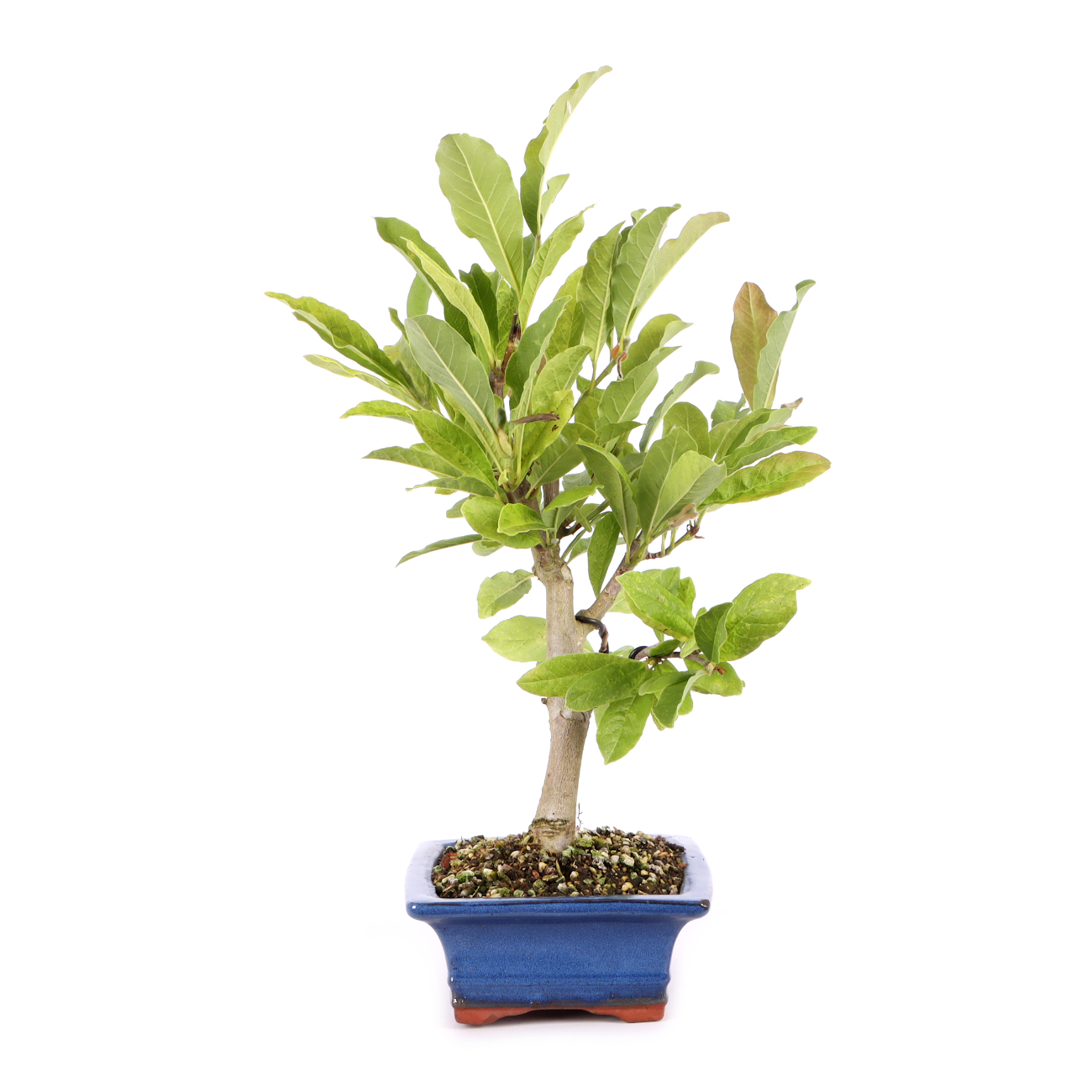 Magnolia stellata 'Royal Star'