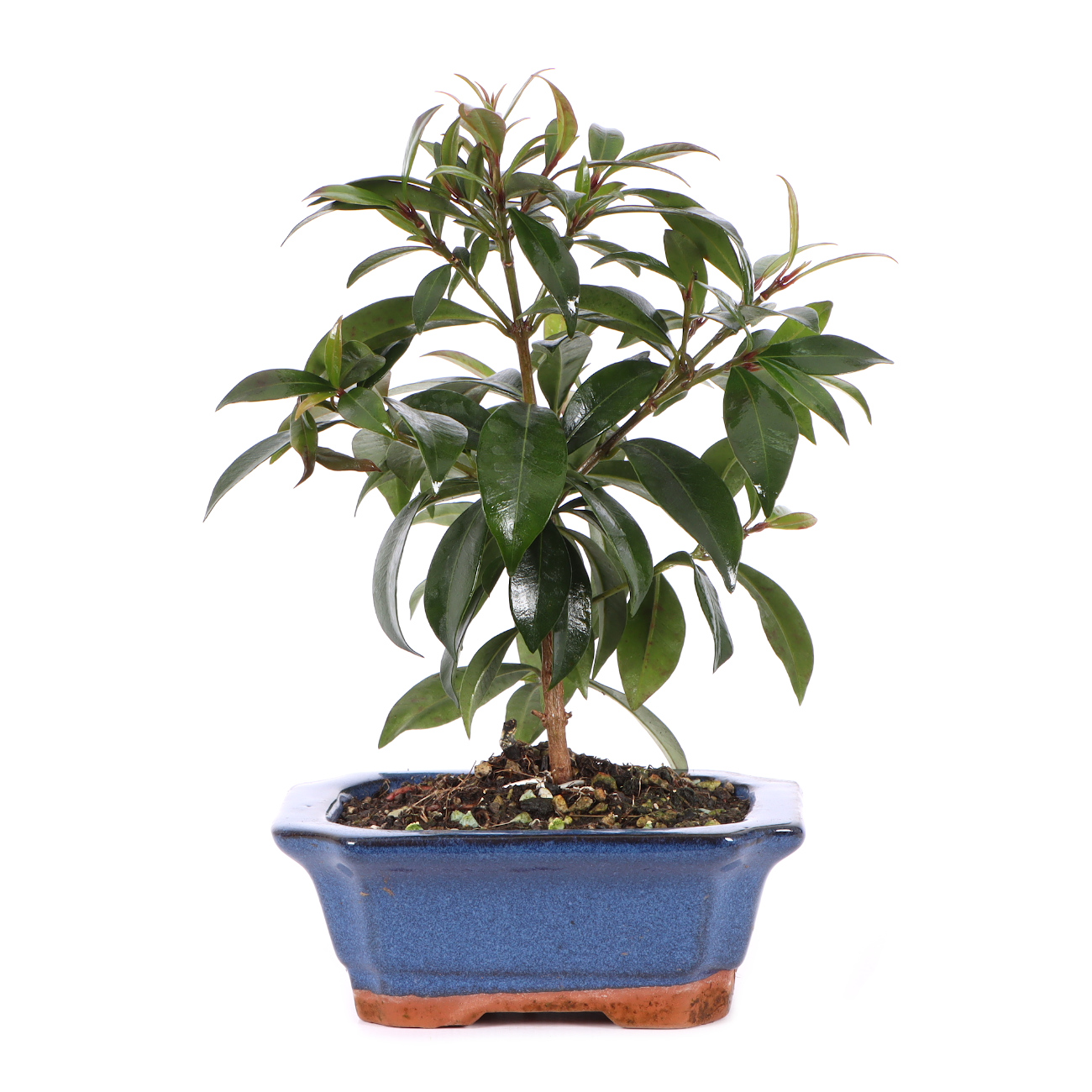 Syzygium paniculatum