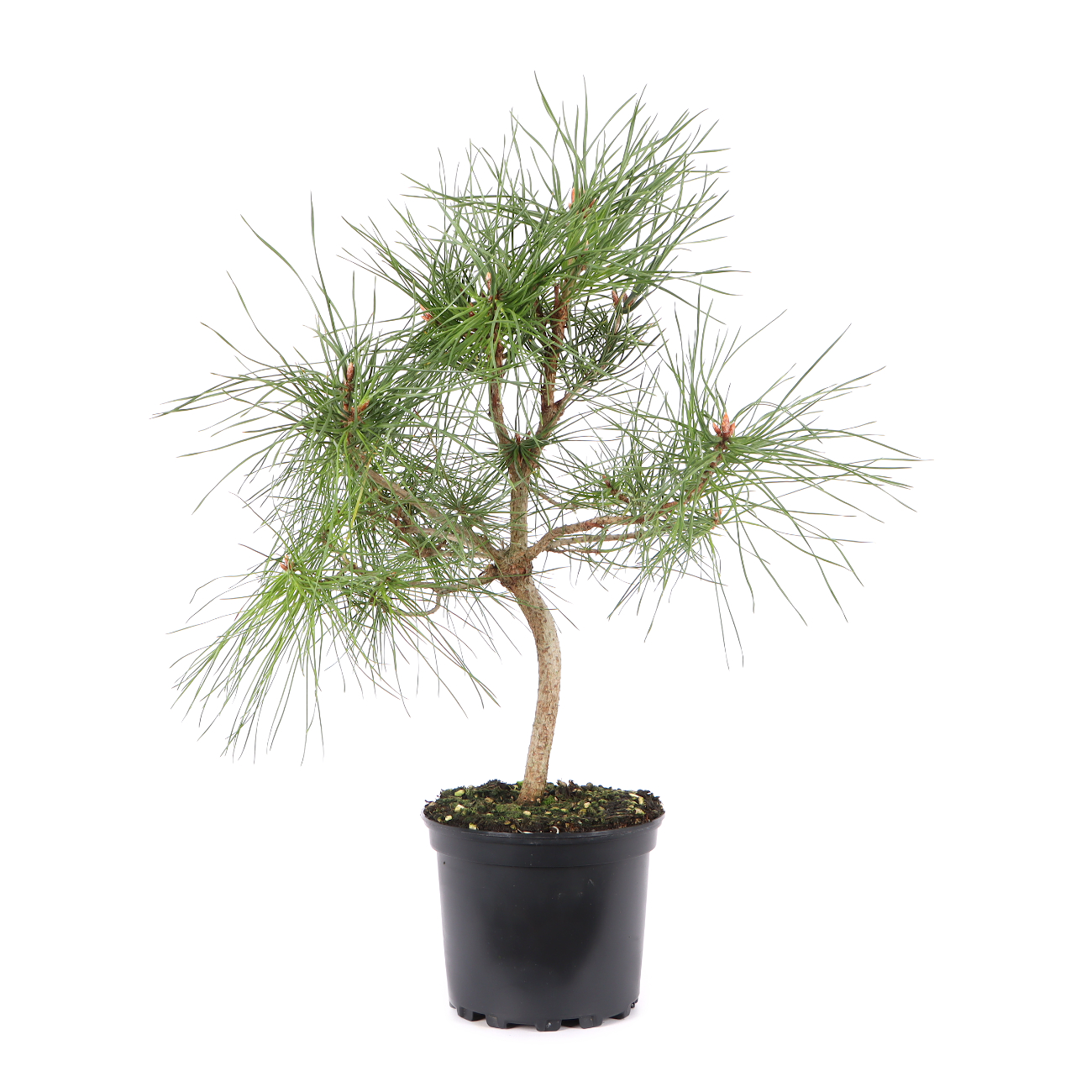 Pinus sylvestris