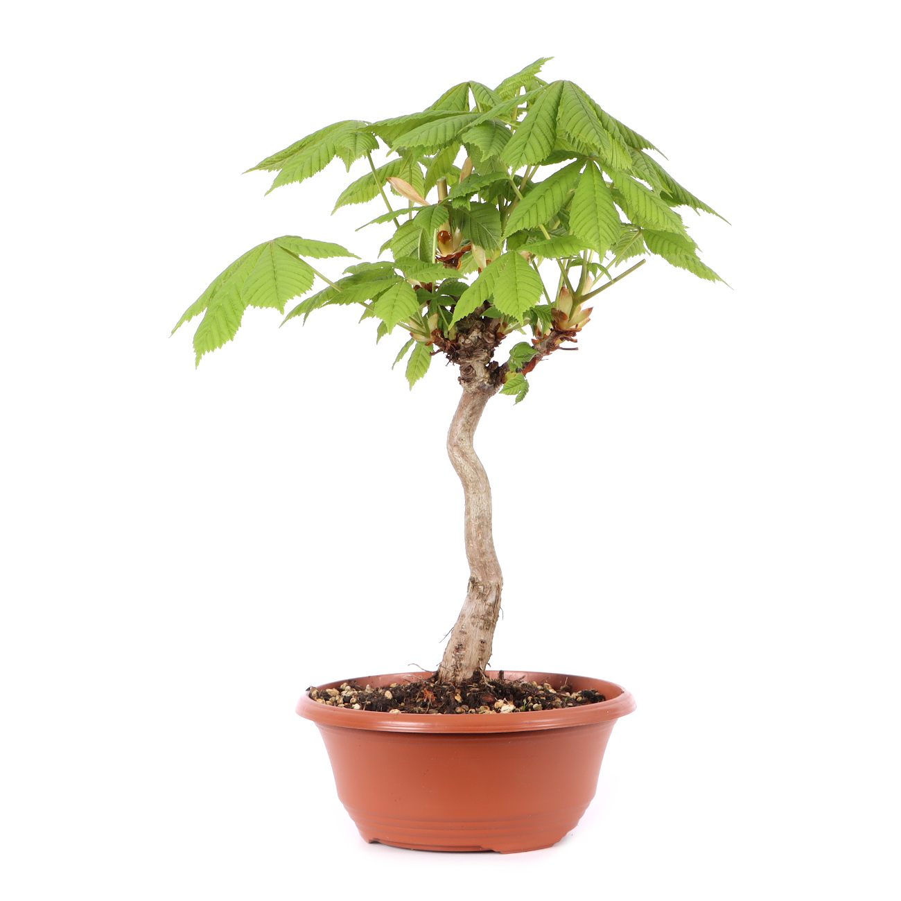 Aesculus hippocastanum