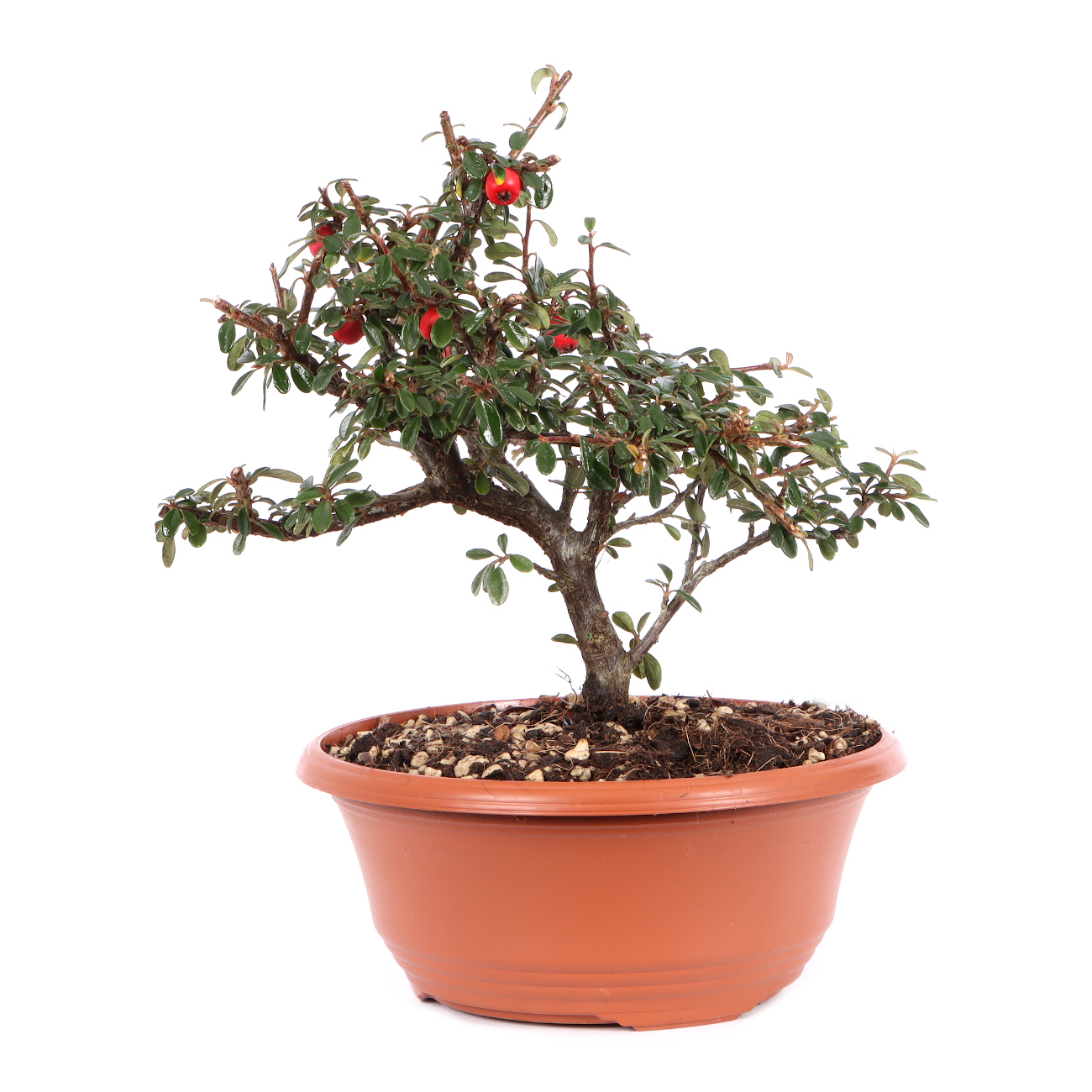 Cotoneaster dammeri 'Skogholm'