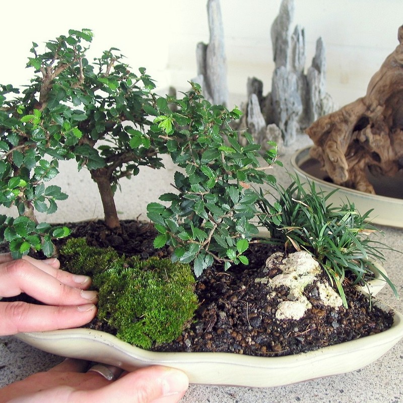 Saikei - Landschaftsgestaltung am 05.12.2026