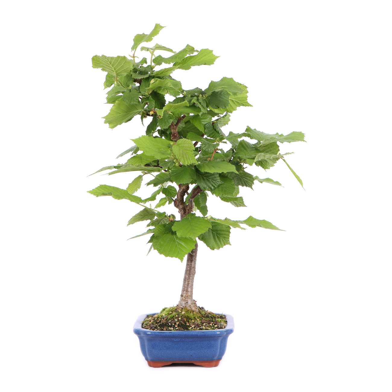 Seitenansicht rechts