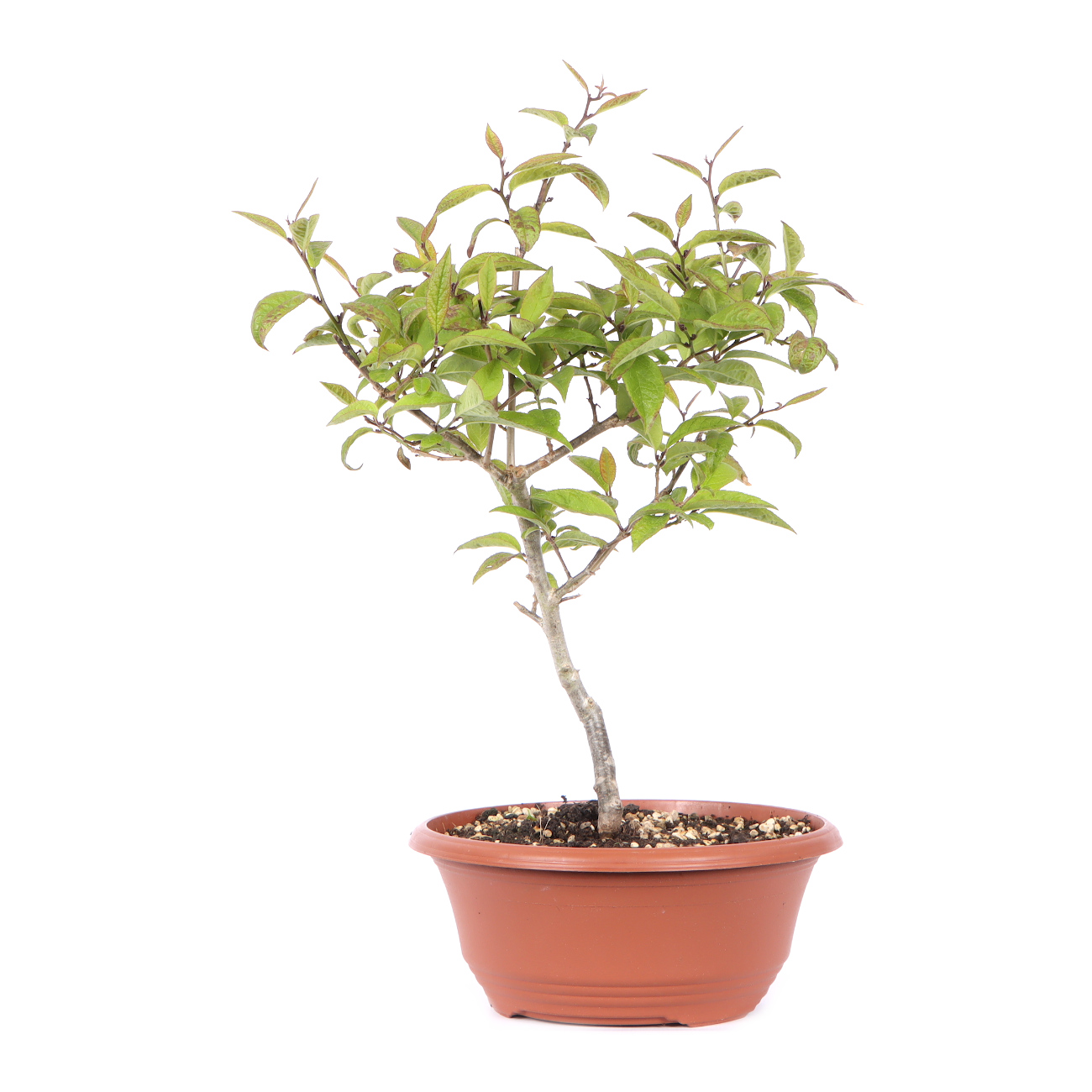 Seitenansicht rechts