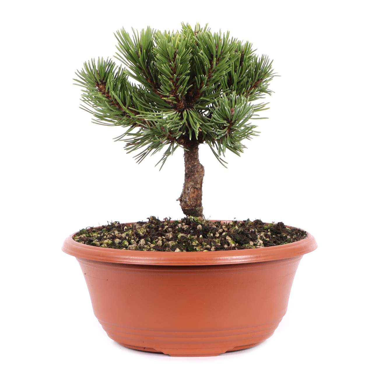 Pinus mugo 'Sherwood Compact'