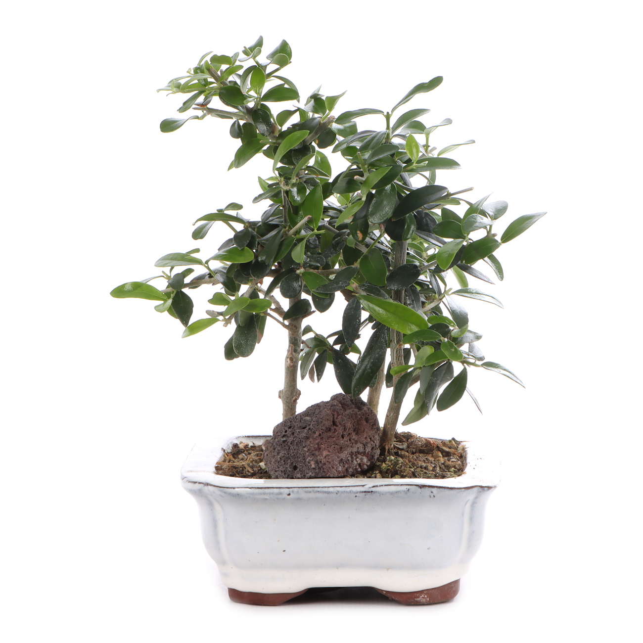 Olea europaea subsp. sylvestris