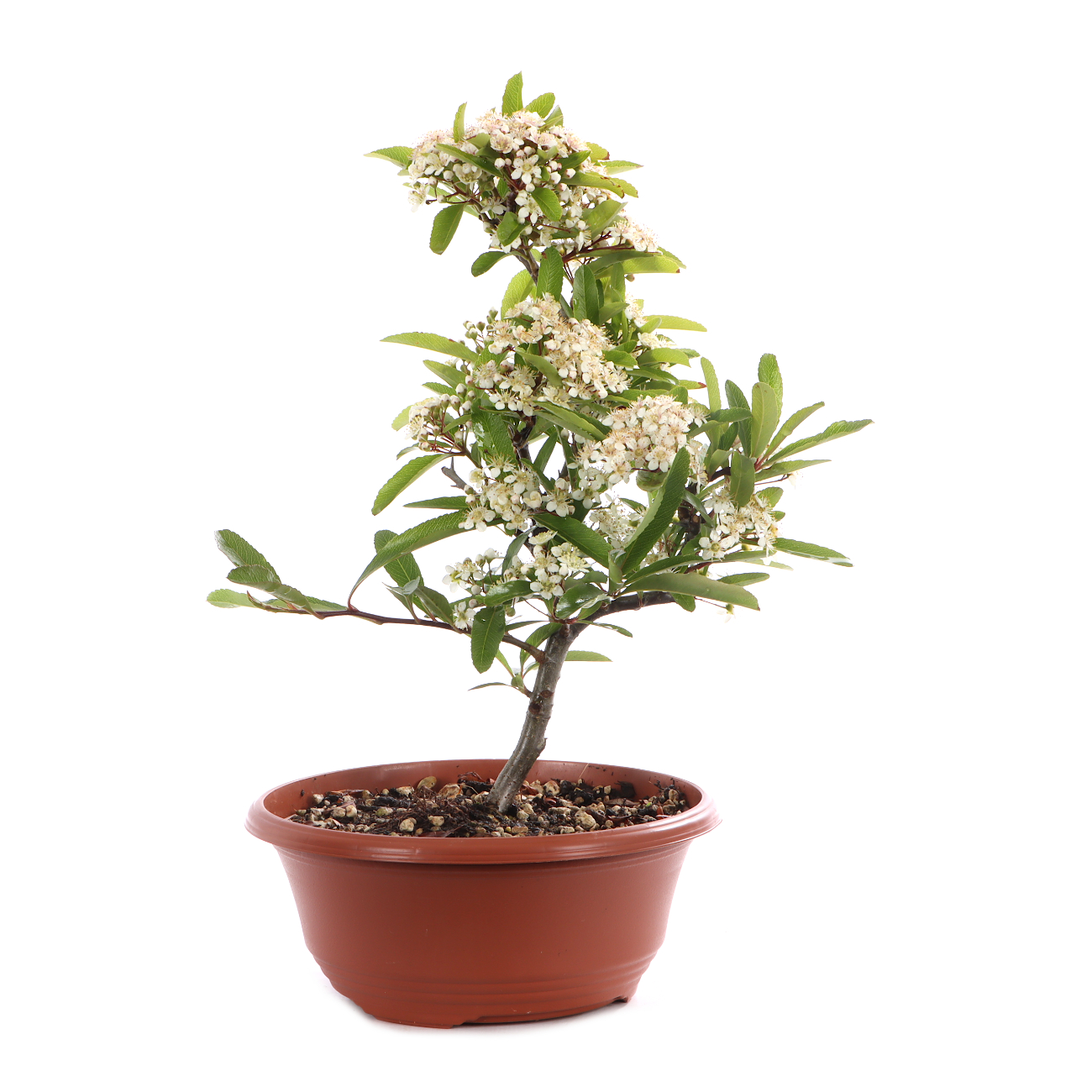Pyracantha angustifolia