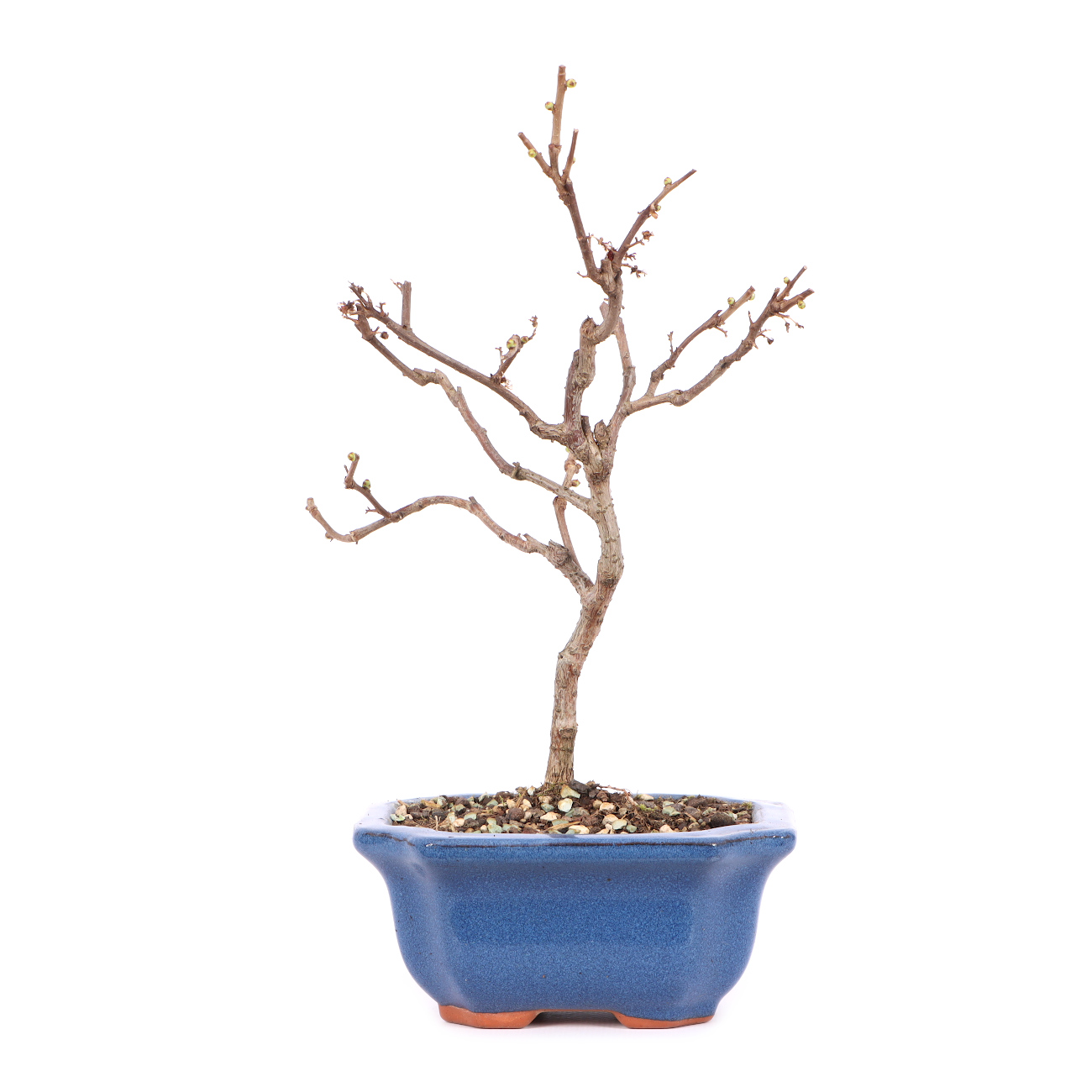 Celastrus orbiculatus