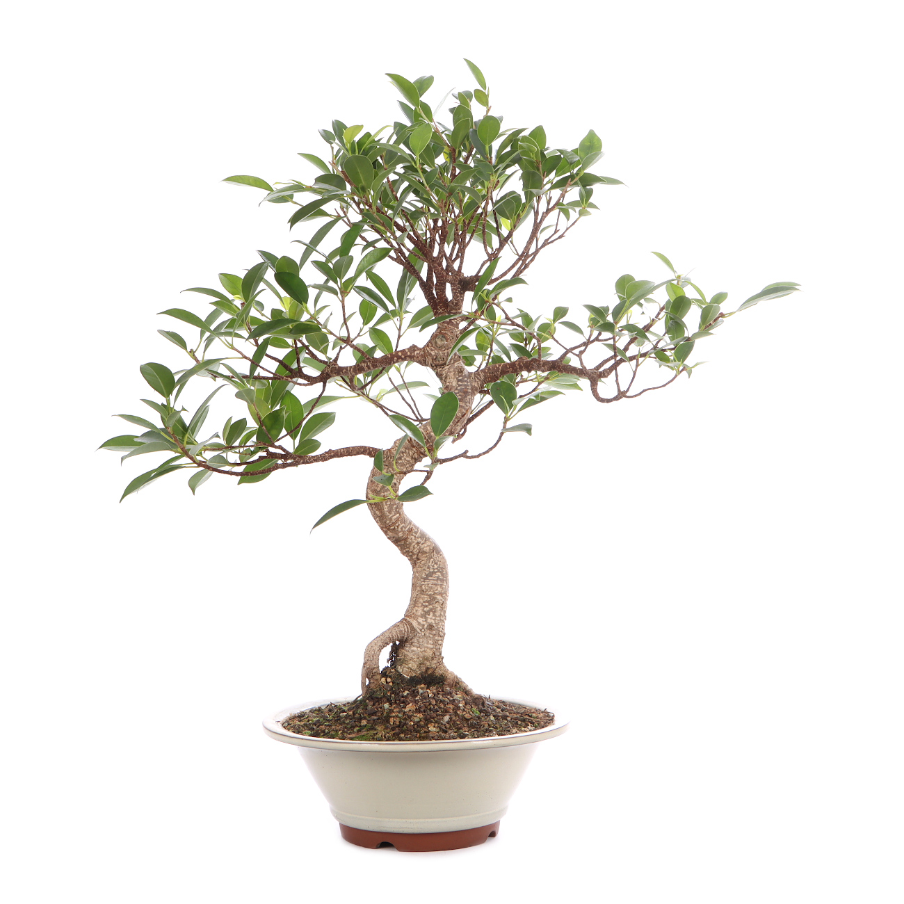 Ficus microcarpa 'Tiger Bark'