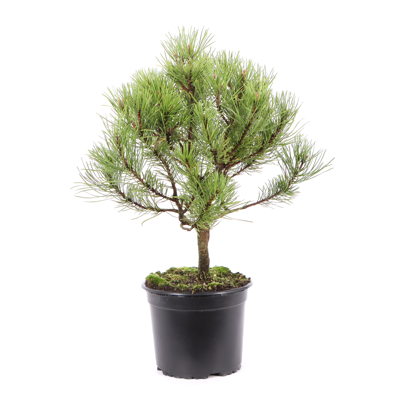 Seitenansicht rechts