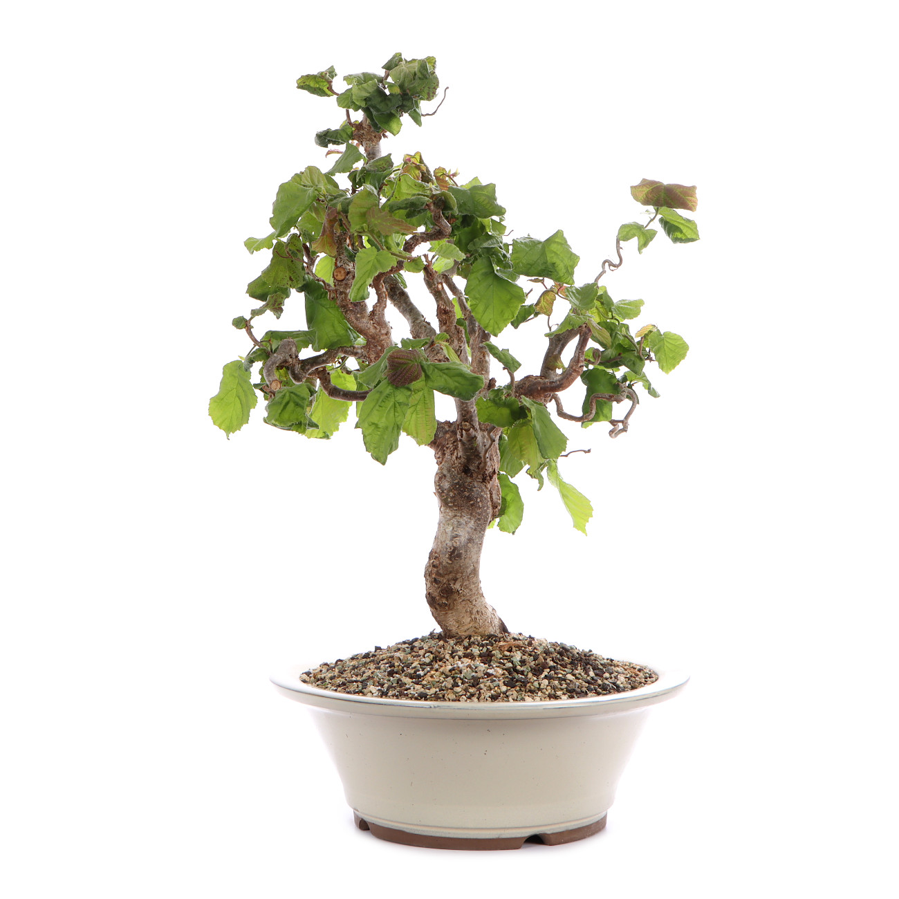 Seitenansicht rechts