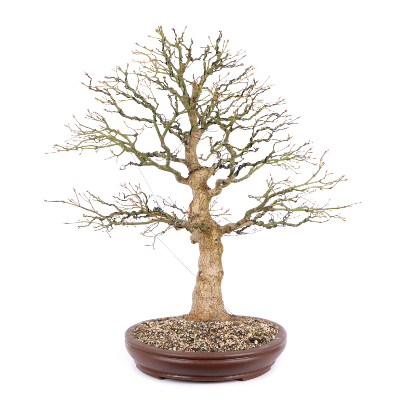 Seitenansicht rechts