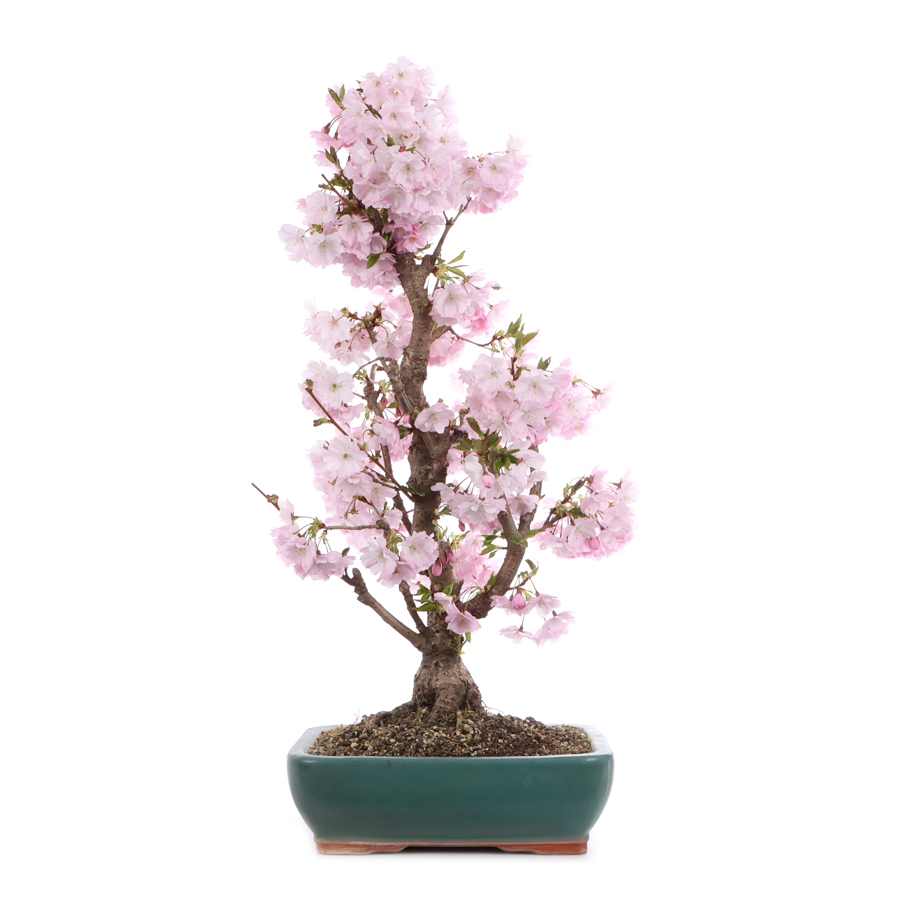 Prunus 'Accolade'