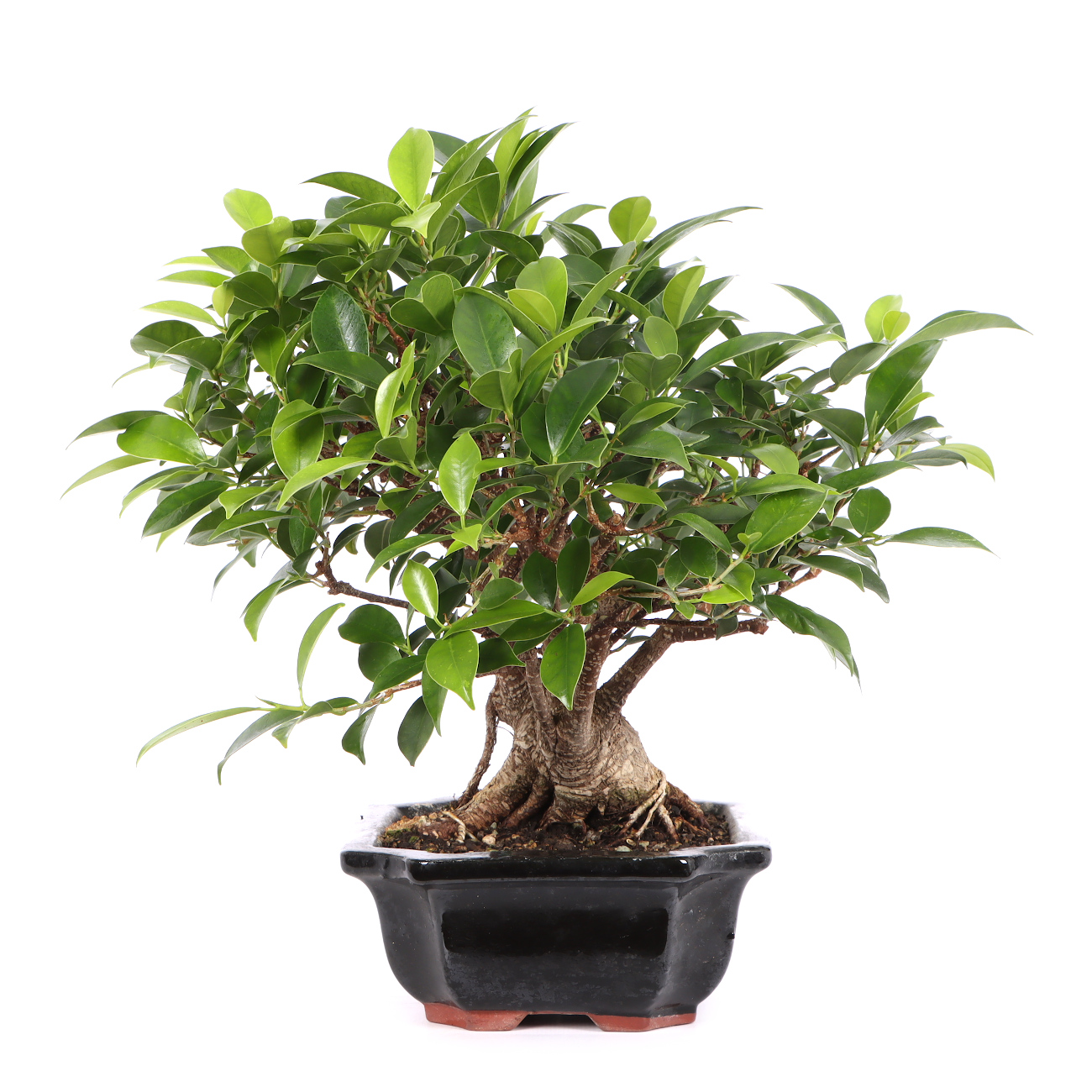 Ficus microcarpa 'Tiger Bark'