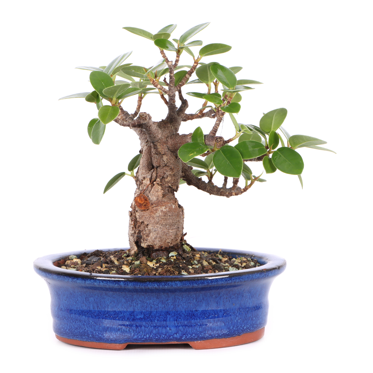 Ficus microcarpa 'Shiny'