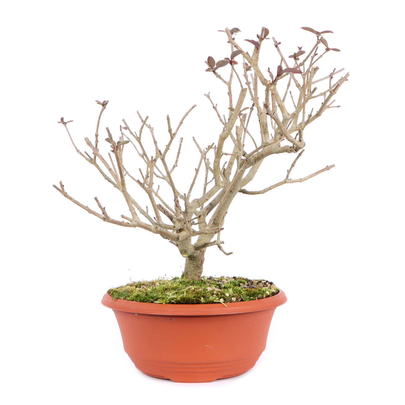 Seitenansicht rechts