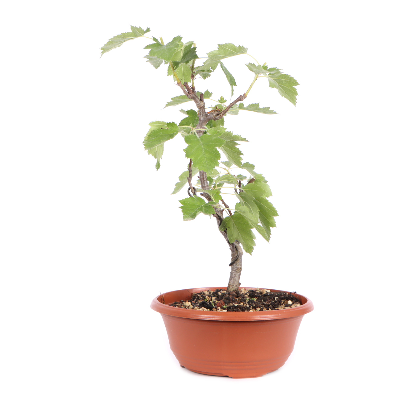 Seitenansicht rechts