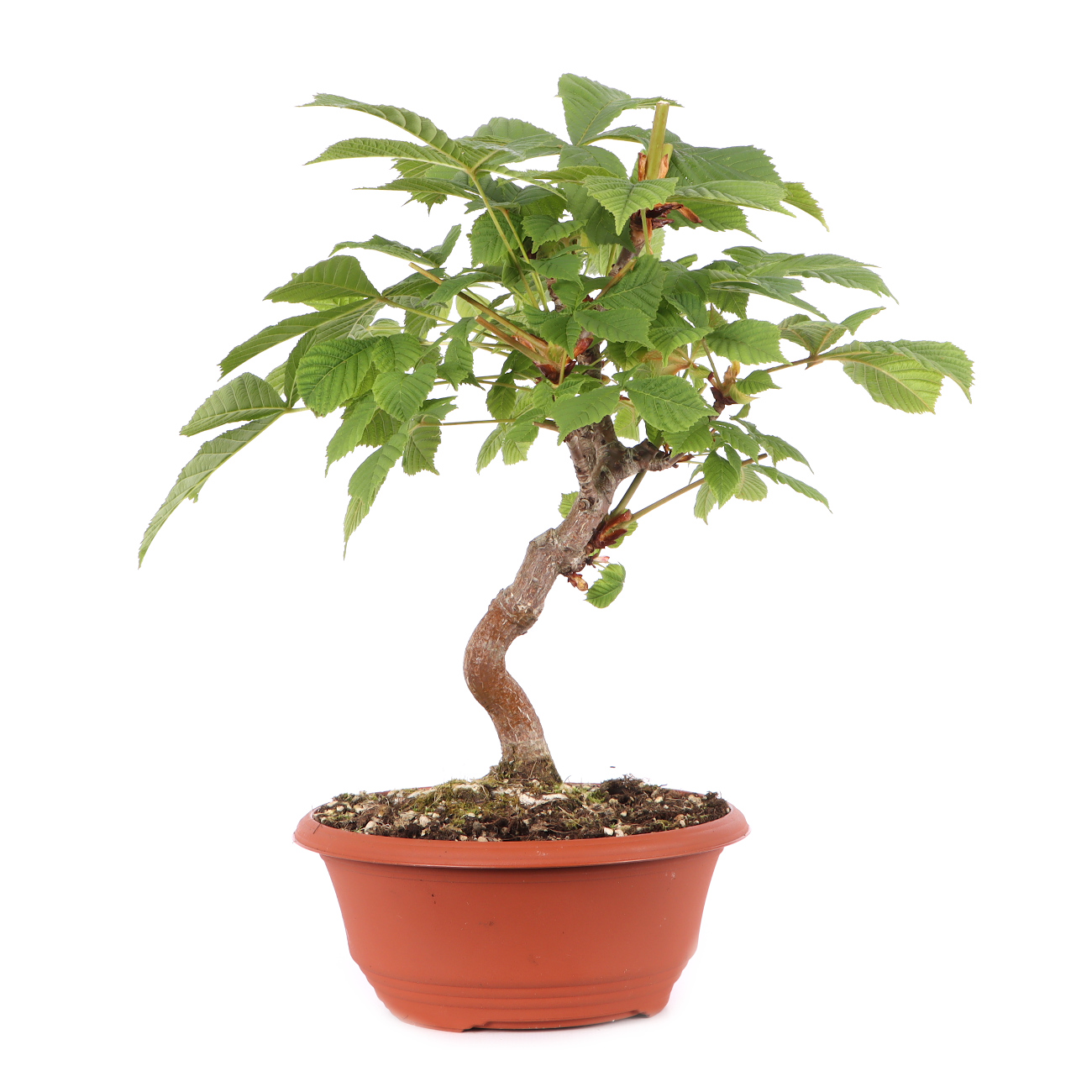 Aesculus hippocastanum