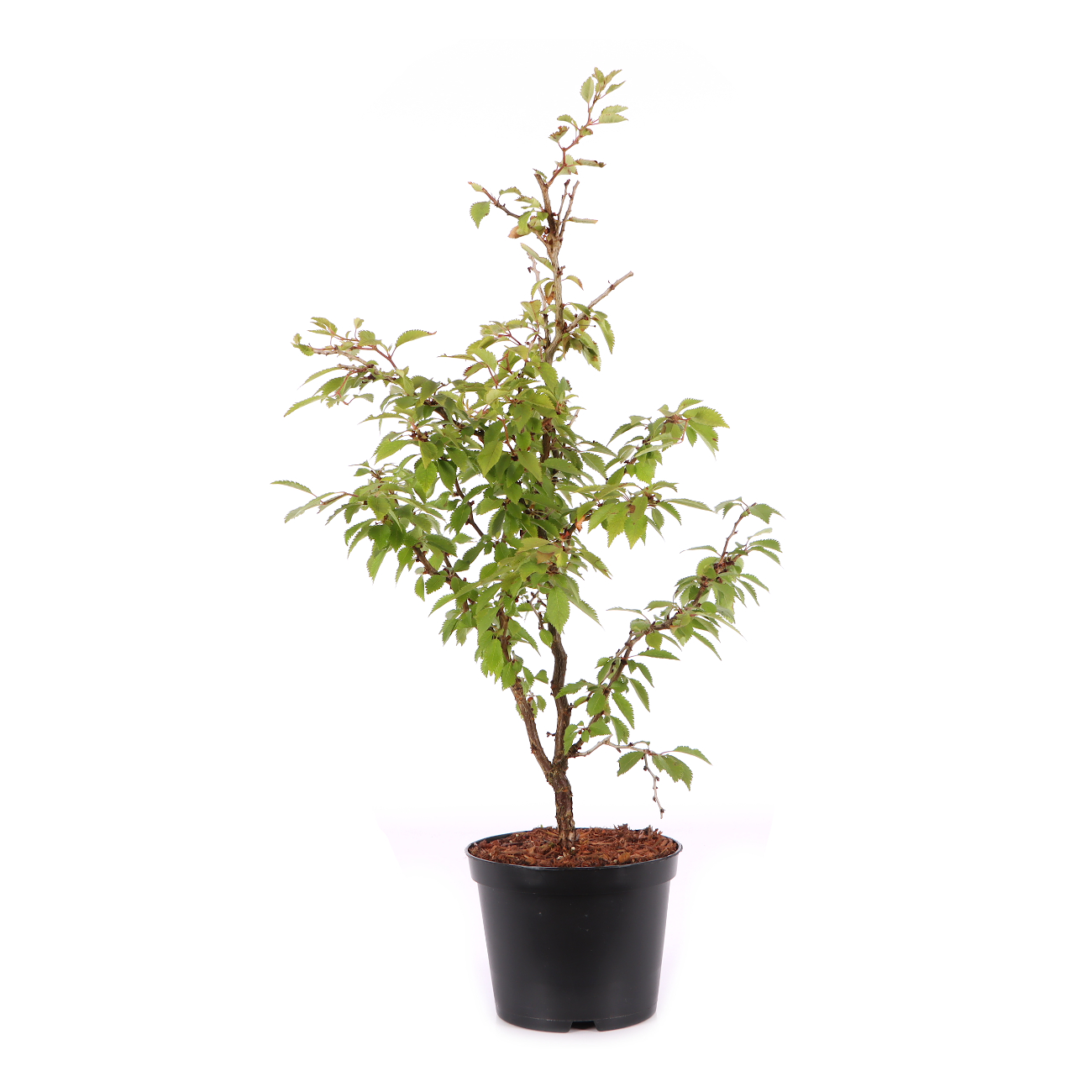 Prunus incisa 'Kojou-no-mai'