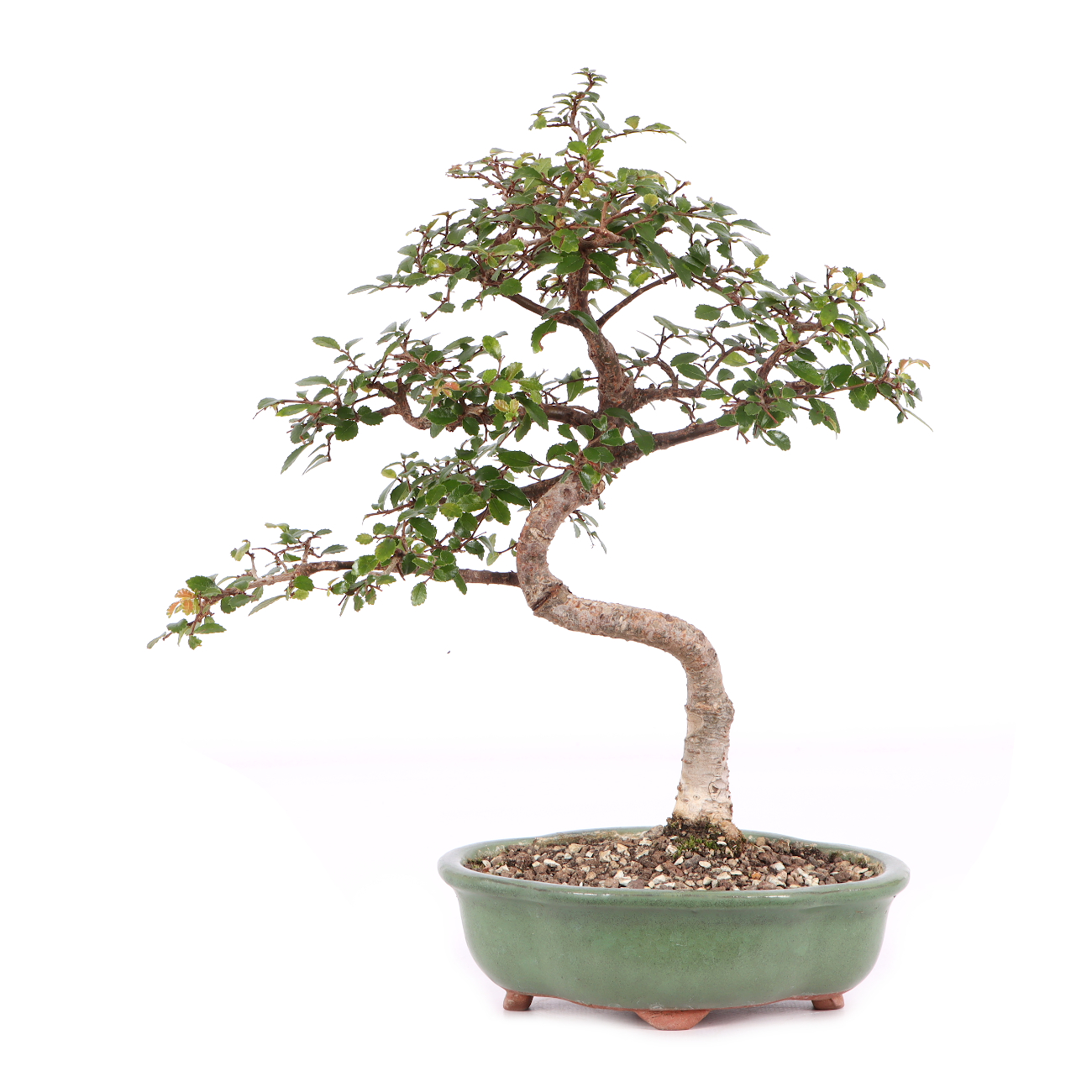 Ulmus parvifolia