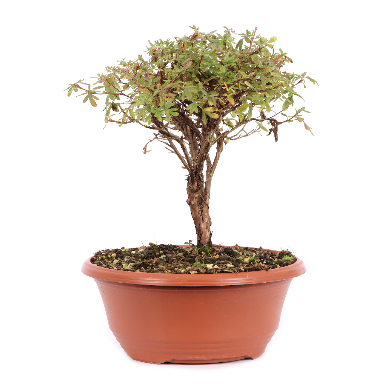 Seitenansicht rechts