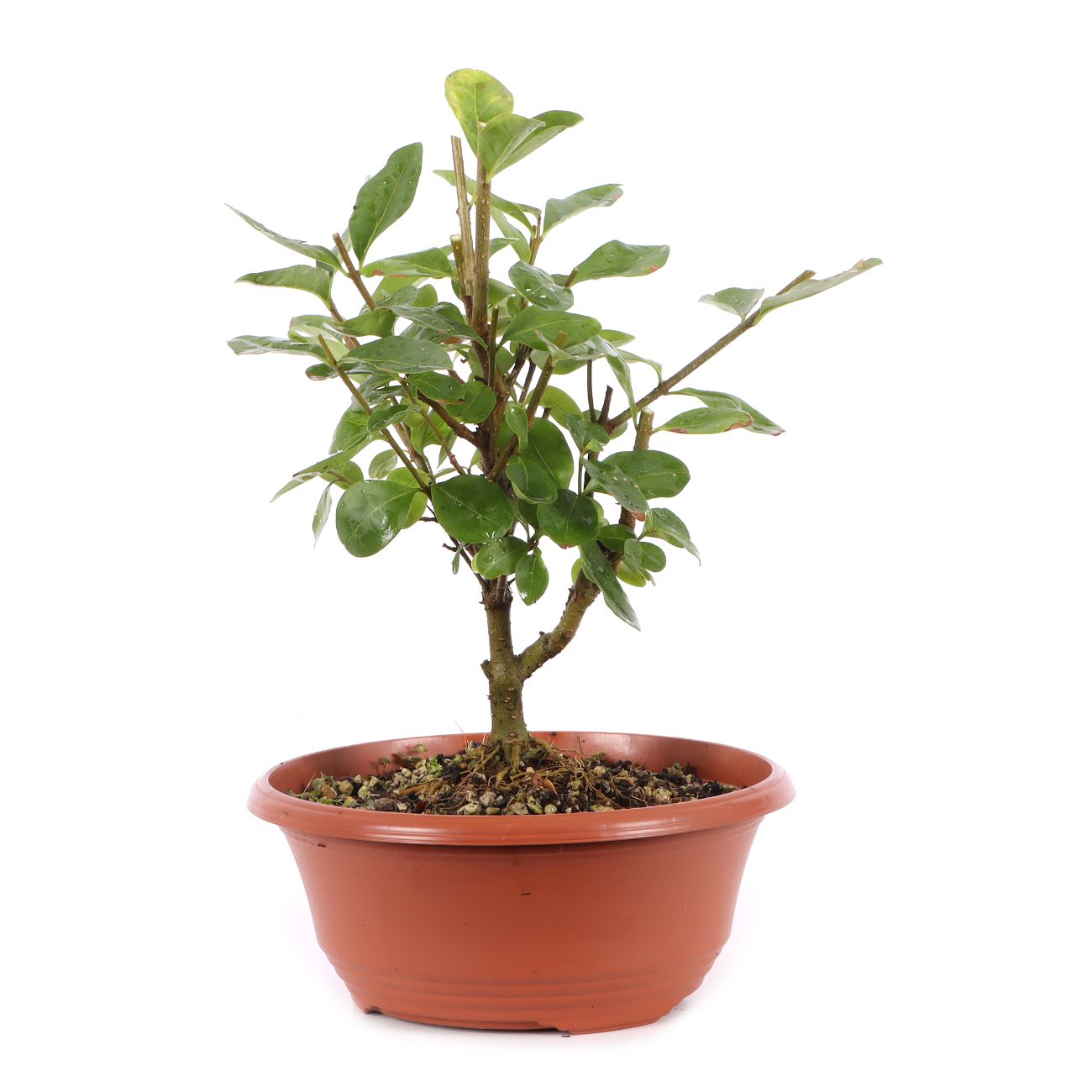 Ligustrum vulgare