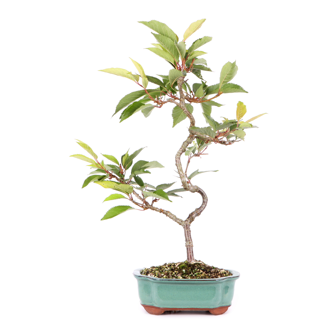 Prunus 'Accolade'