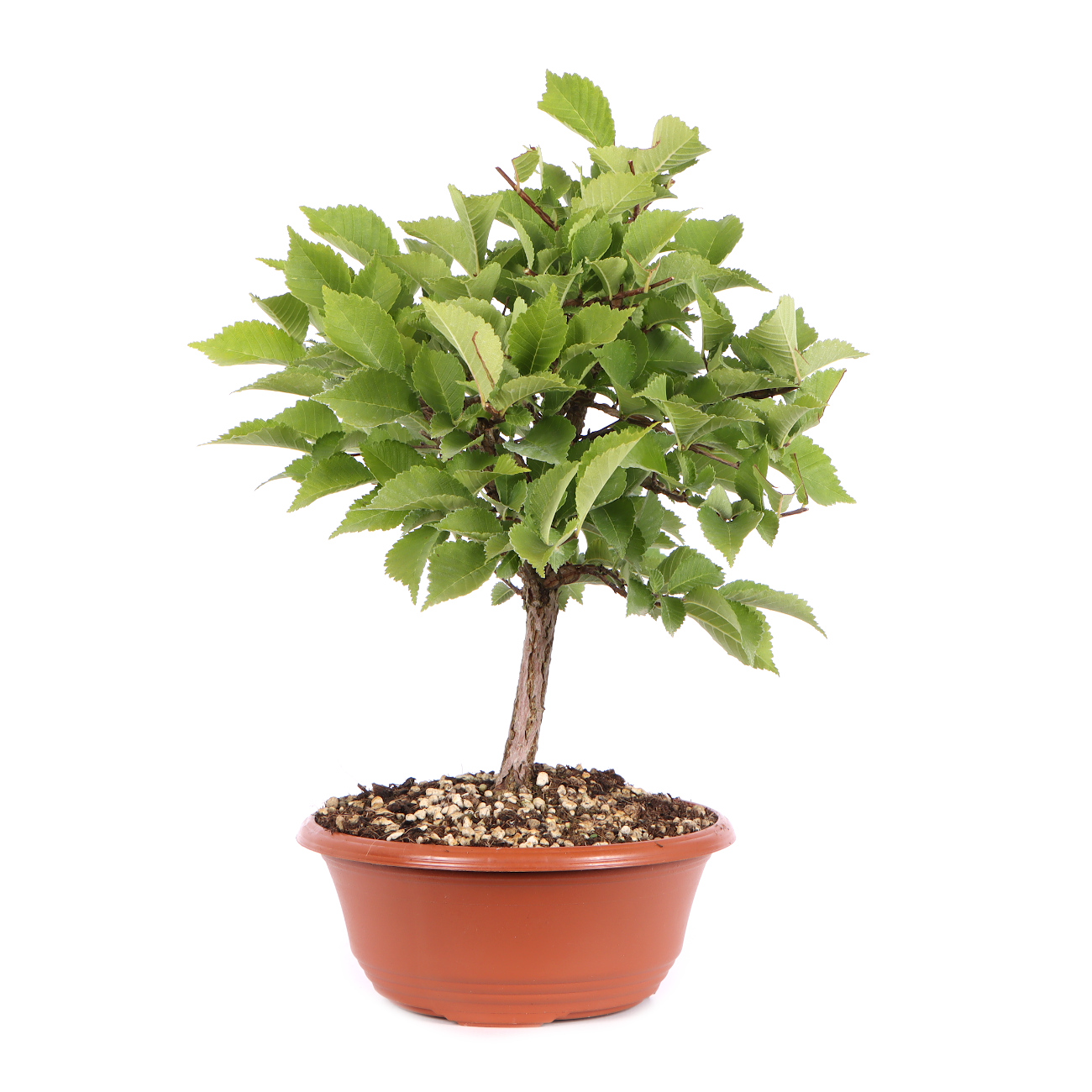 Seitenansicht rechts