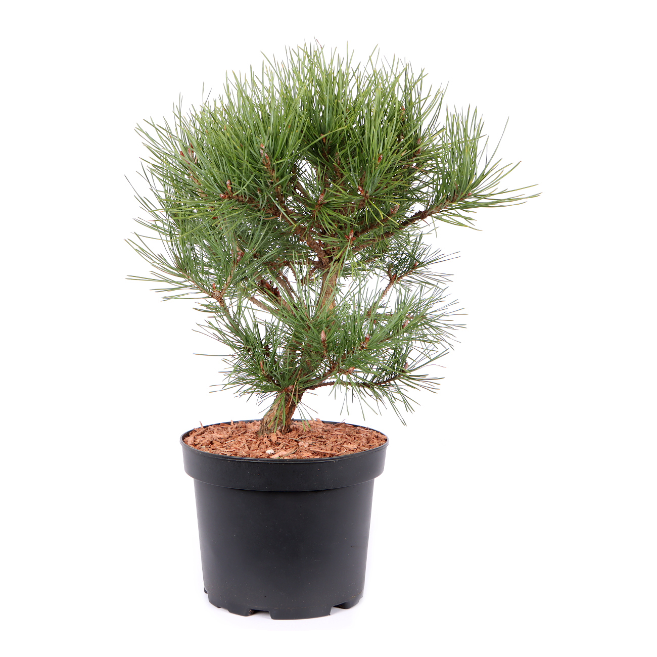 Seitenansicht rechts