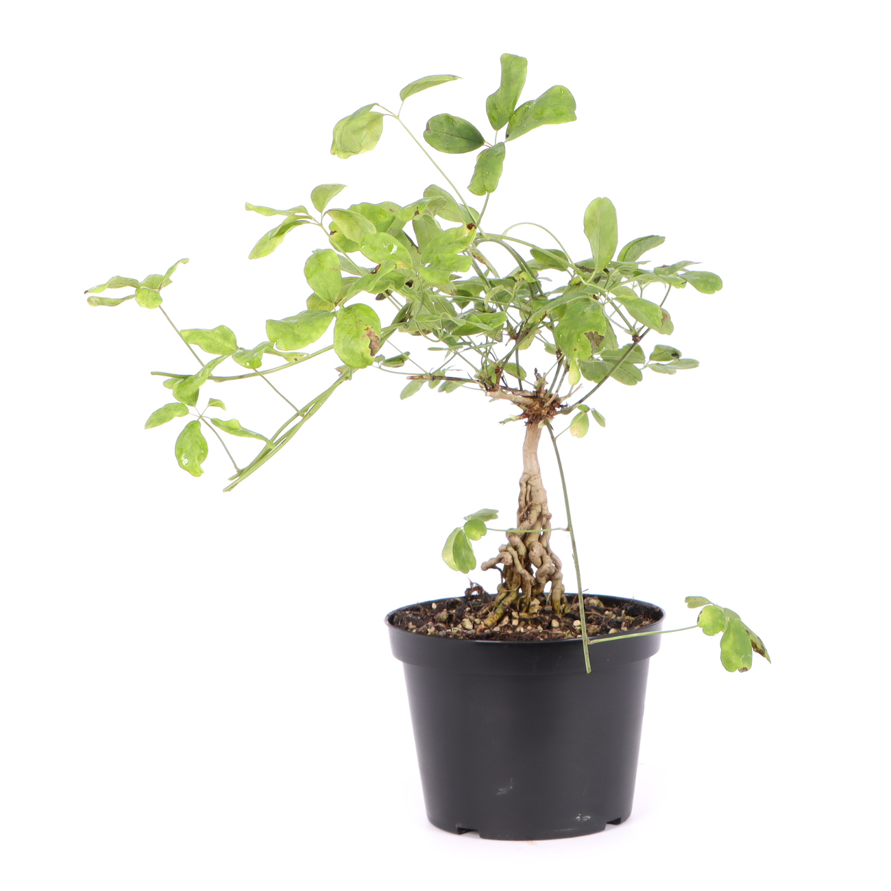 Seitenansicht rechts