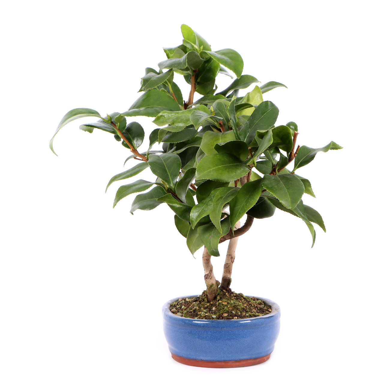 Seitenansicht rechts