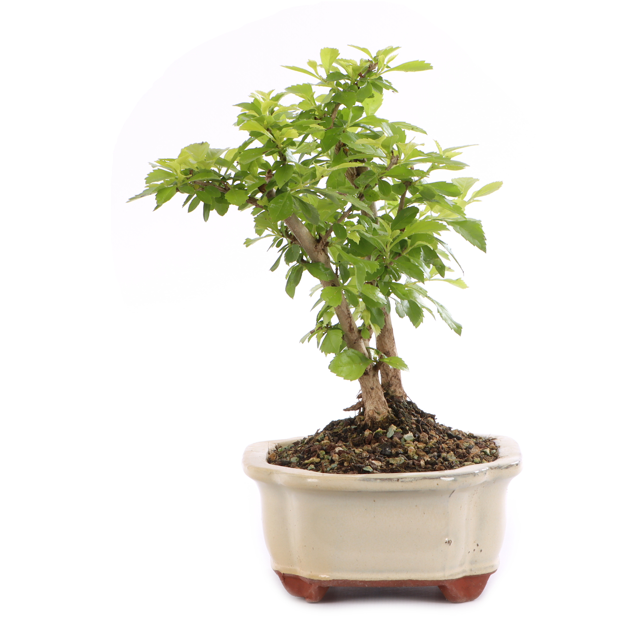 Duranta erecta