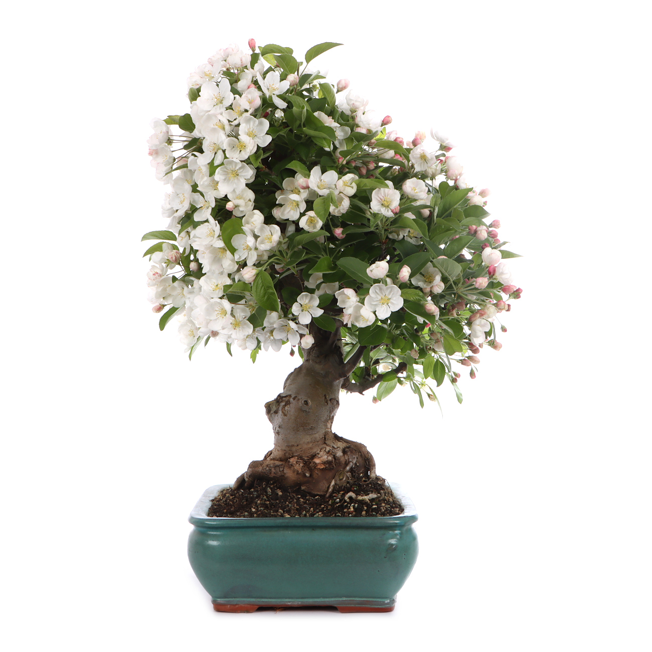 Malus spec.